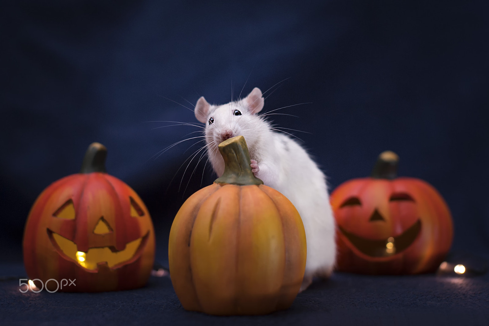 Nikon D3 + Sigma 50mm F1.4 EX DG HSM sample photo. [halloween] can i eat this? photography