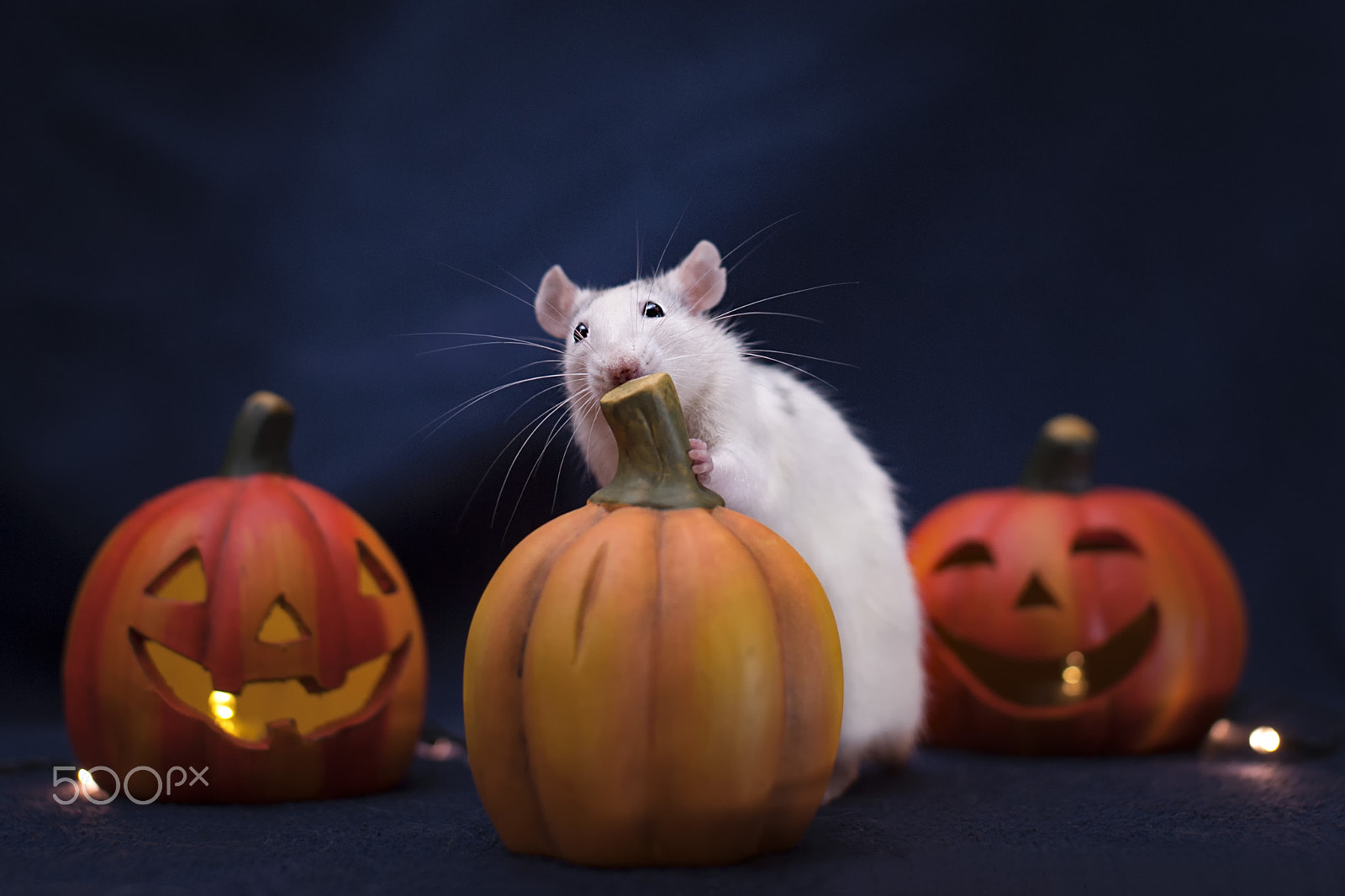 Nikon D3 sample photo. [halloween] can i eat this? photography