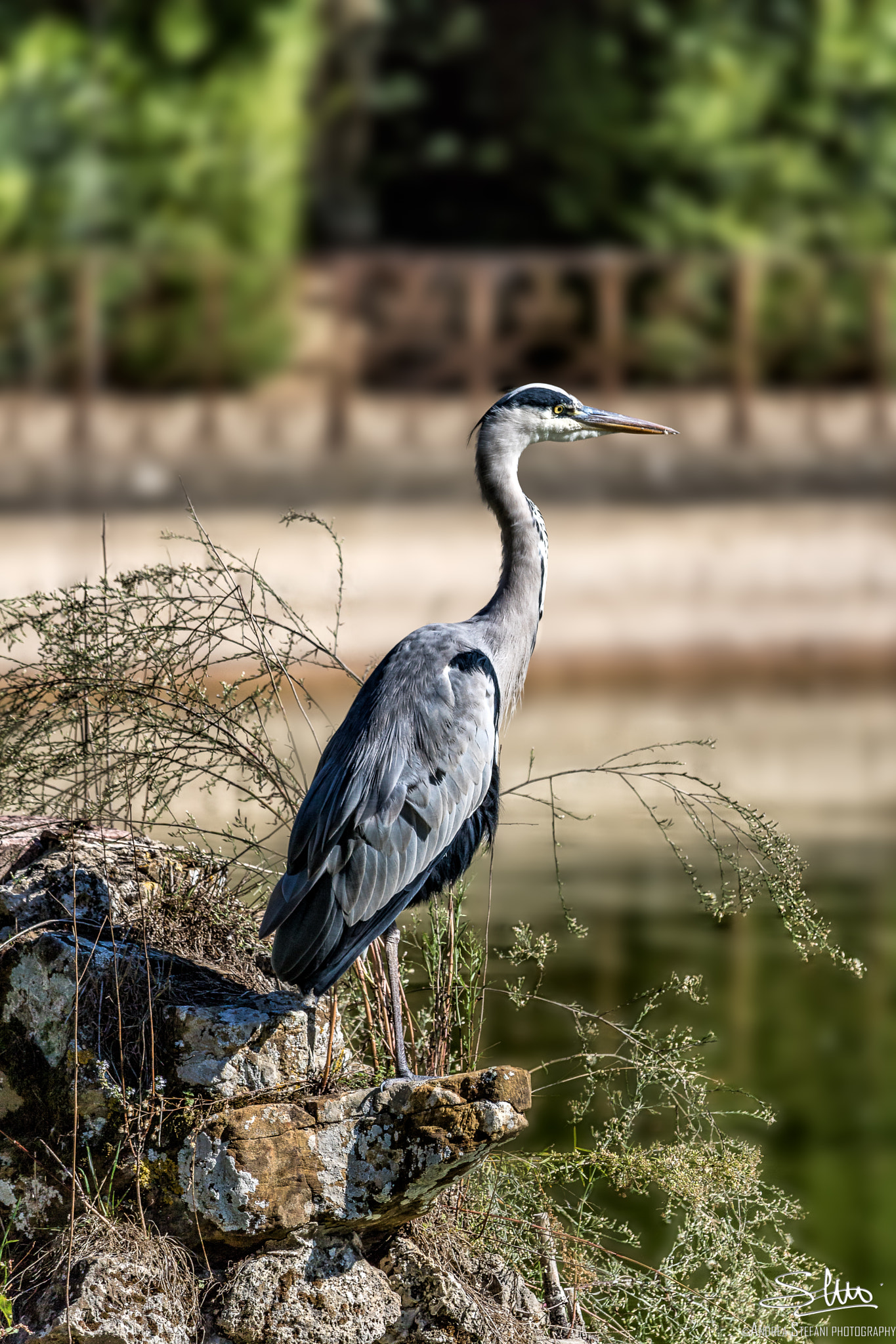 Canon EF-S 55-250mm F4-5.6 IS STM sample photo. Airone vanitoso photography