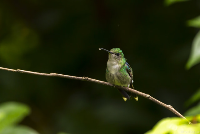 150-600mm F5-6.3 DG OS HSM | Contemporary 015 sample photo. I still steal the pollen! photography