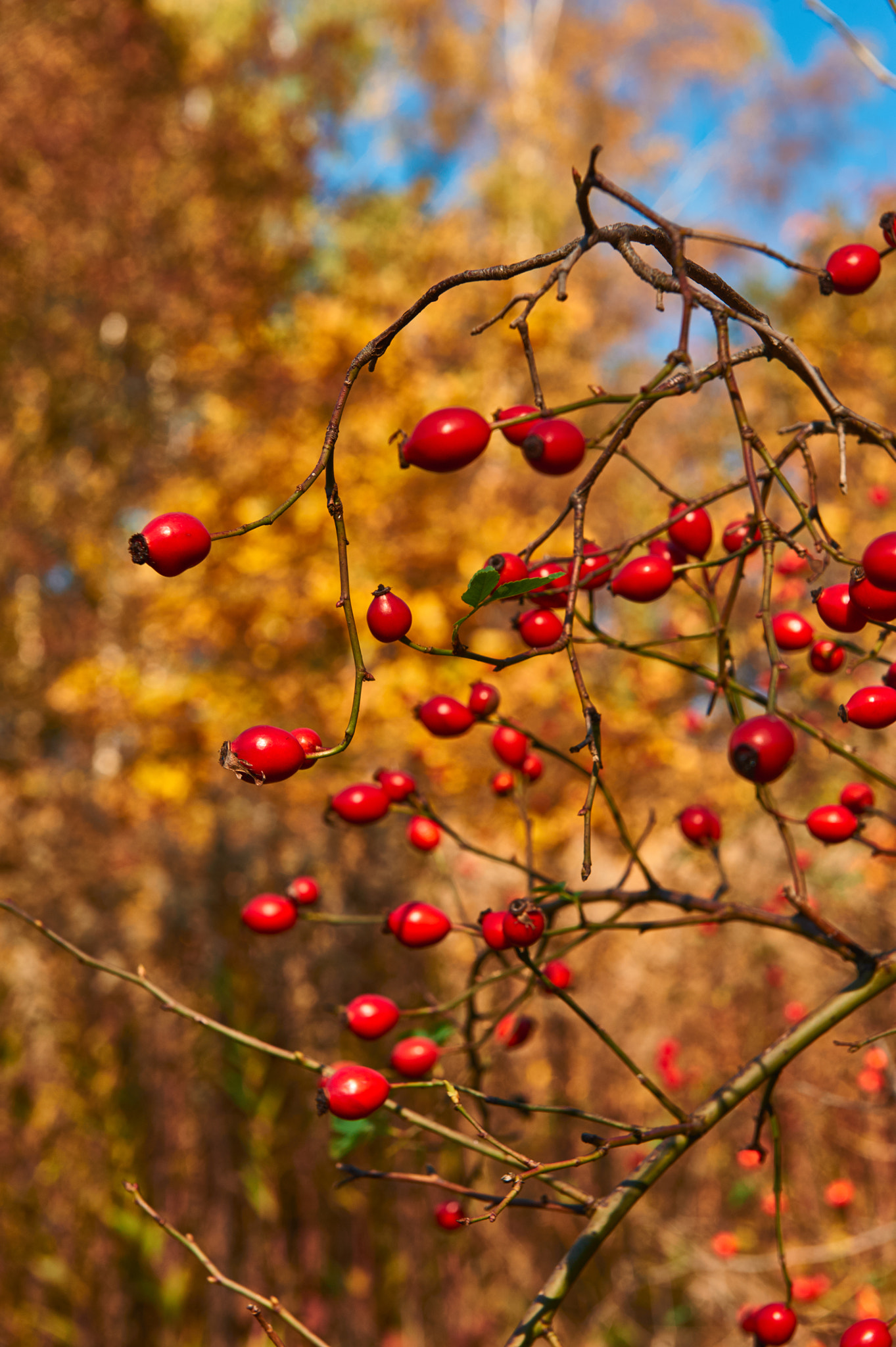 Nikon AF-S Nikkor 24-70mm F2.8G ED sample photo. Wild rose photography