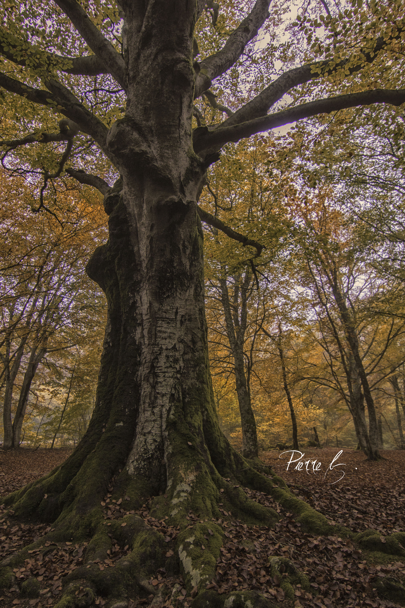 Canon EOS 50D sample photo. Strange nature photography