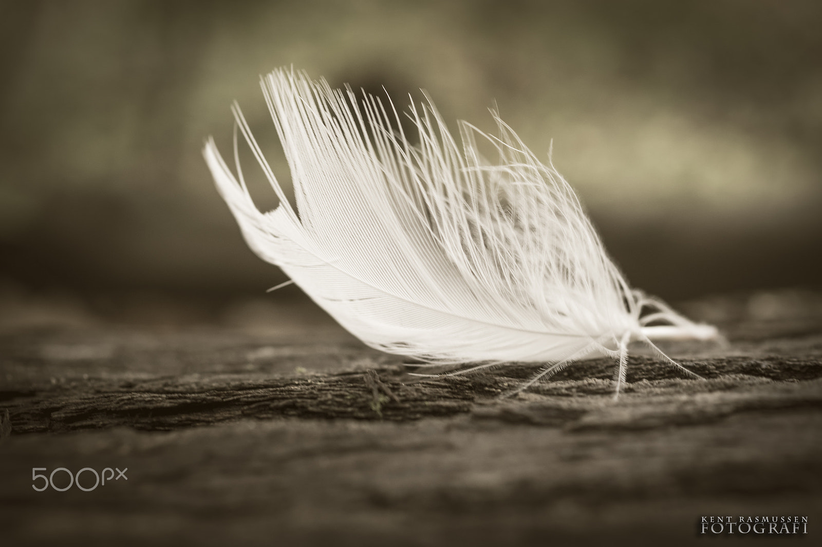 Sony DT 30mm F2.8 Macro SAM sample photo. Gone with the wind photography