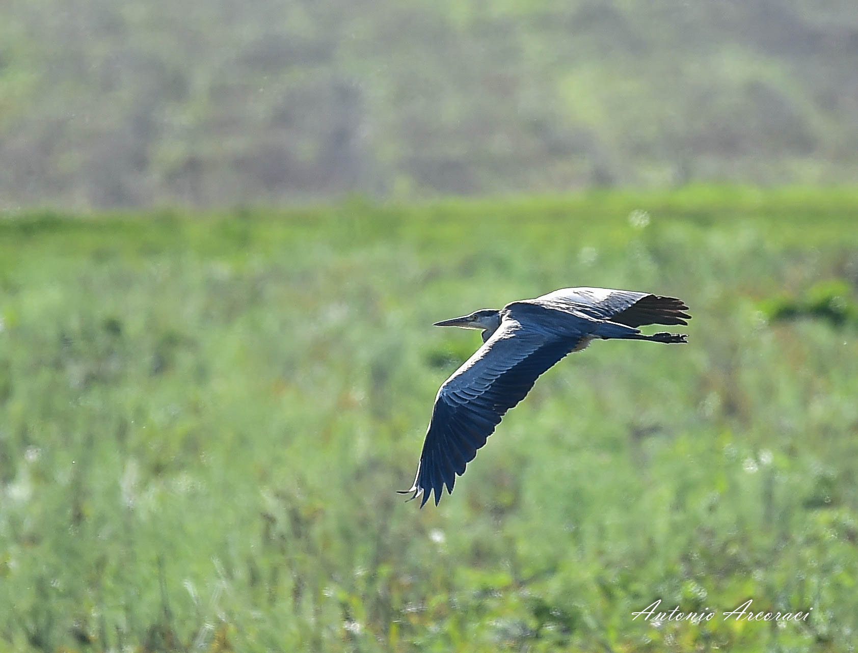 Sigma 150-600mm F5-6.3 DG OS HSM | S sample photo. Grey  heron photography