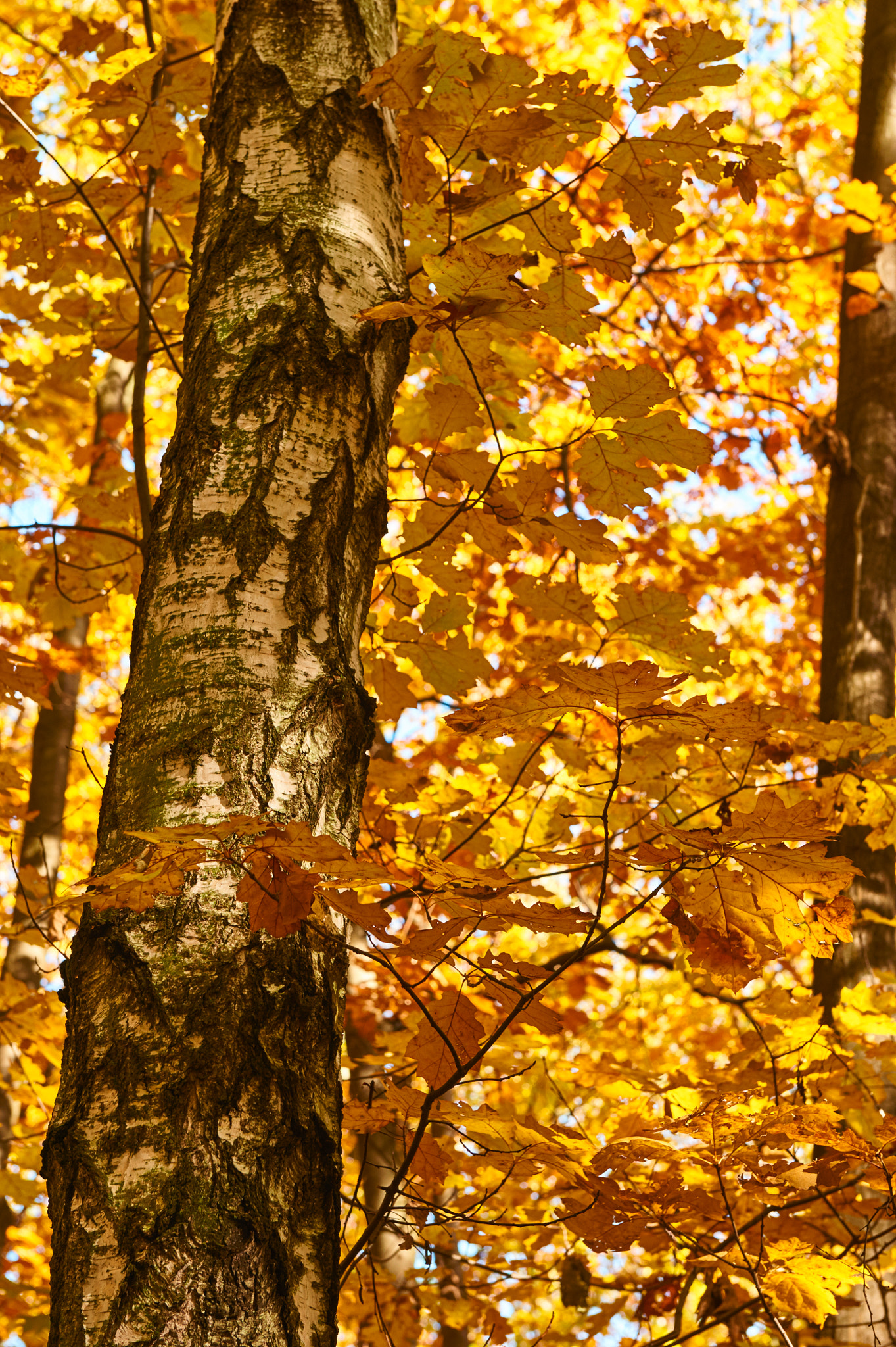 Nikon AF-S Nikkor 24-70mm F2.8G ED sample photo. Deep in the forest photography