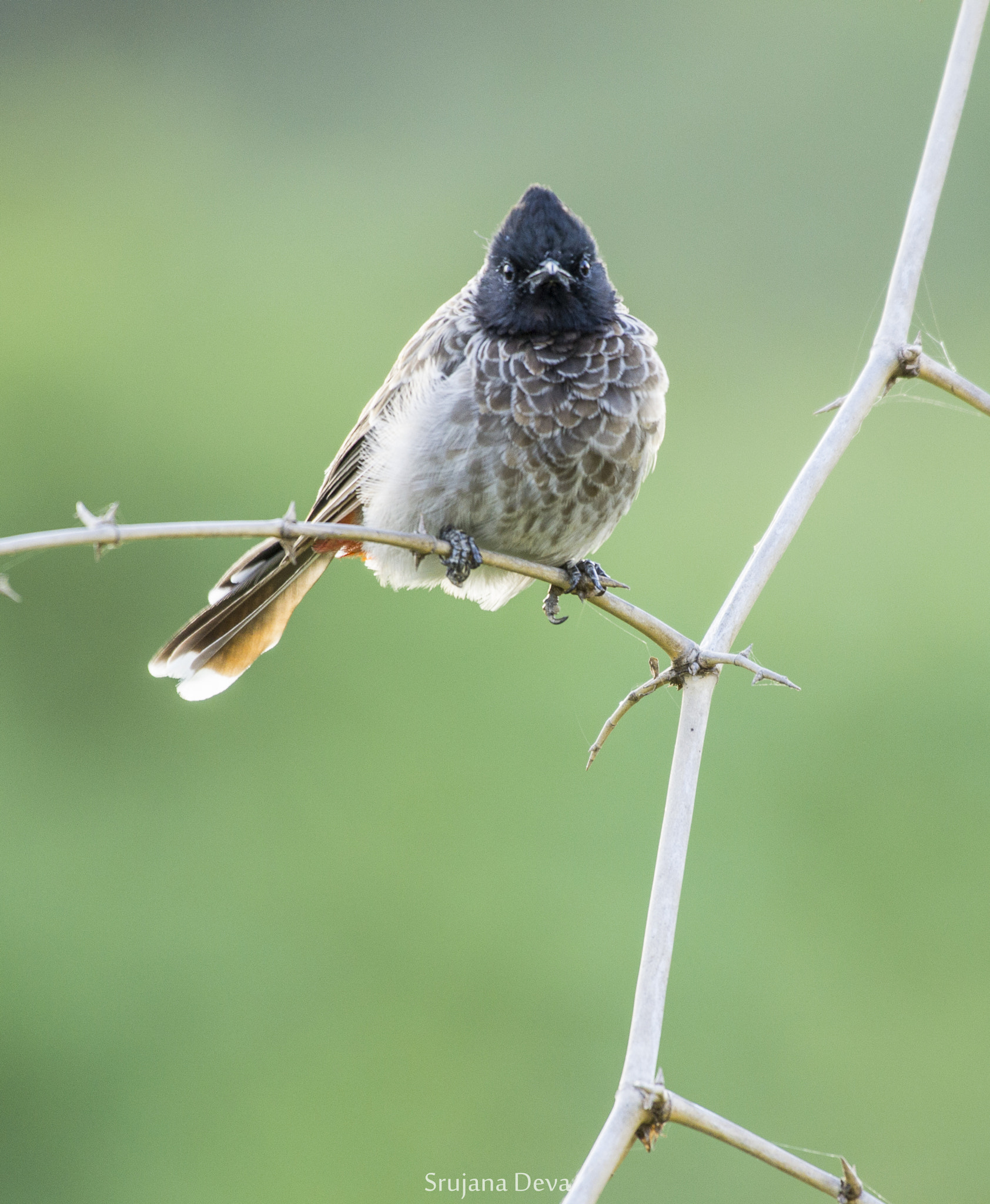 Nikon AF-S Nikkor 200-500mm F5.6E ED VR sample photo. Angry bird photography