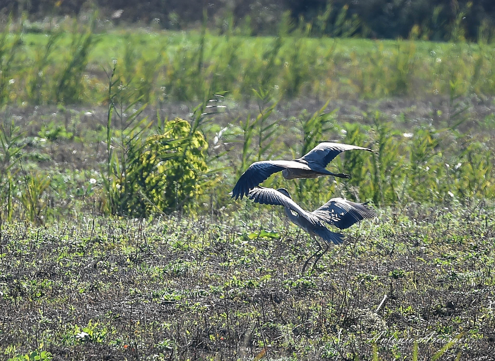 Sigma 150-600mm F5-6.3 DG OS HSM | S sample photo. Grey herons photography