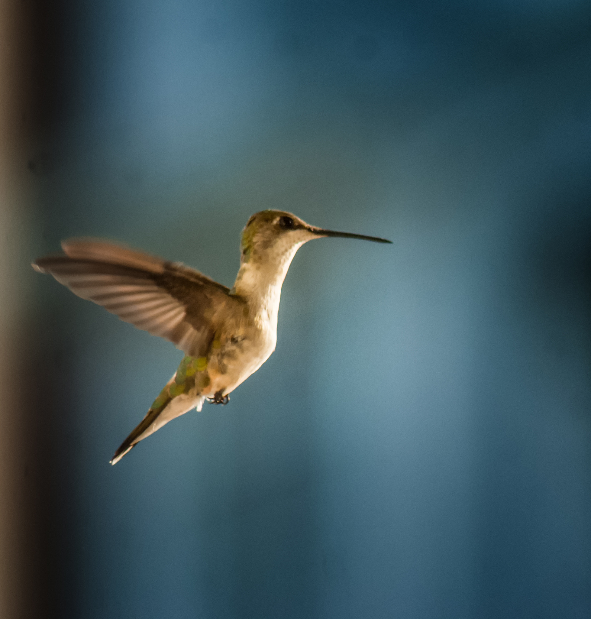 Sony Alpha DSLR-A200 sample photo. Humming bird in fright photography