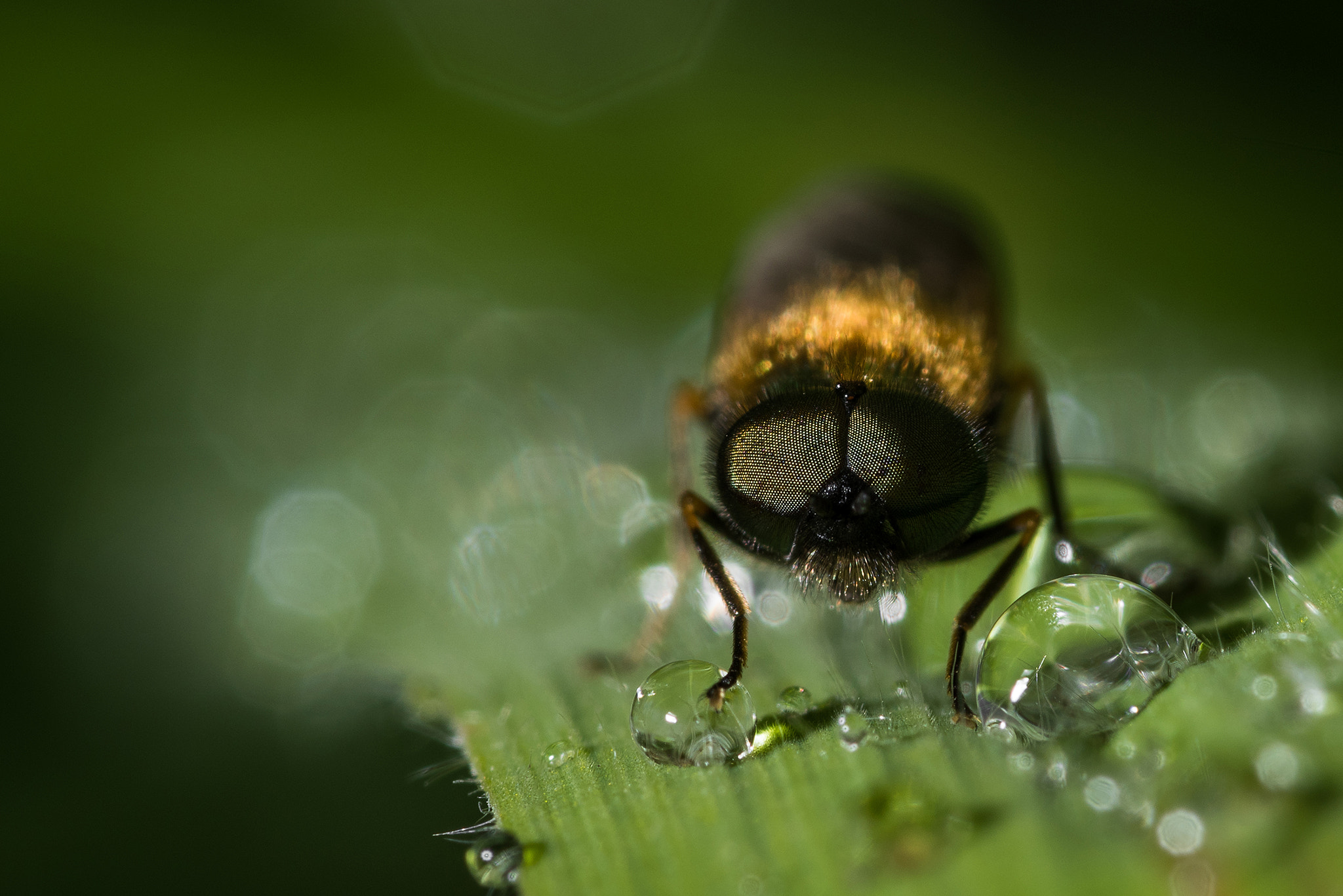 Nikon D810 + Nikon AF Micro-Nikkor 200mm F4D ED-IF sample photo. Fragile photography