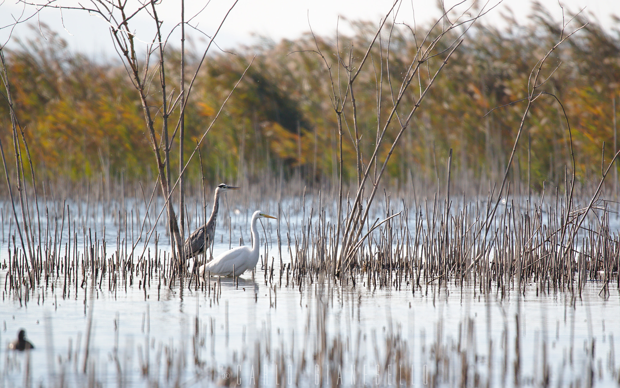 Sigma 150-600mm F5-6.3 DG OS HSM | S sample photo. Brothers photography