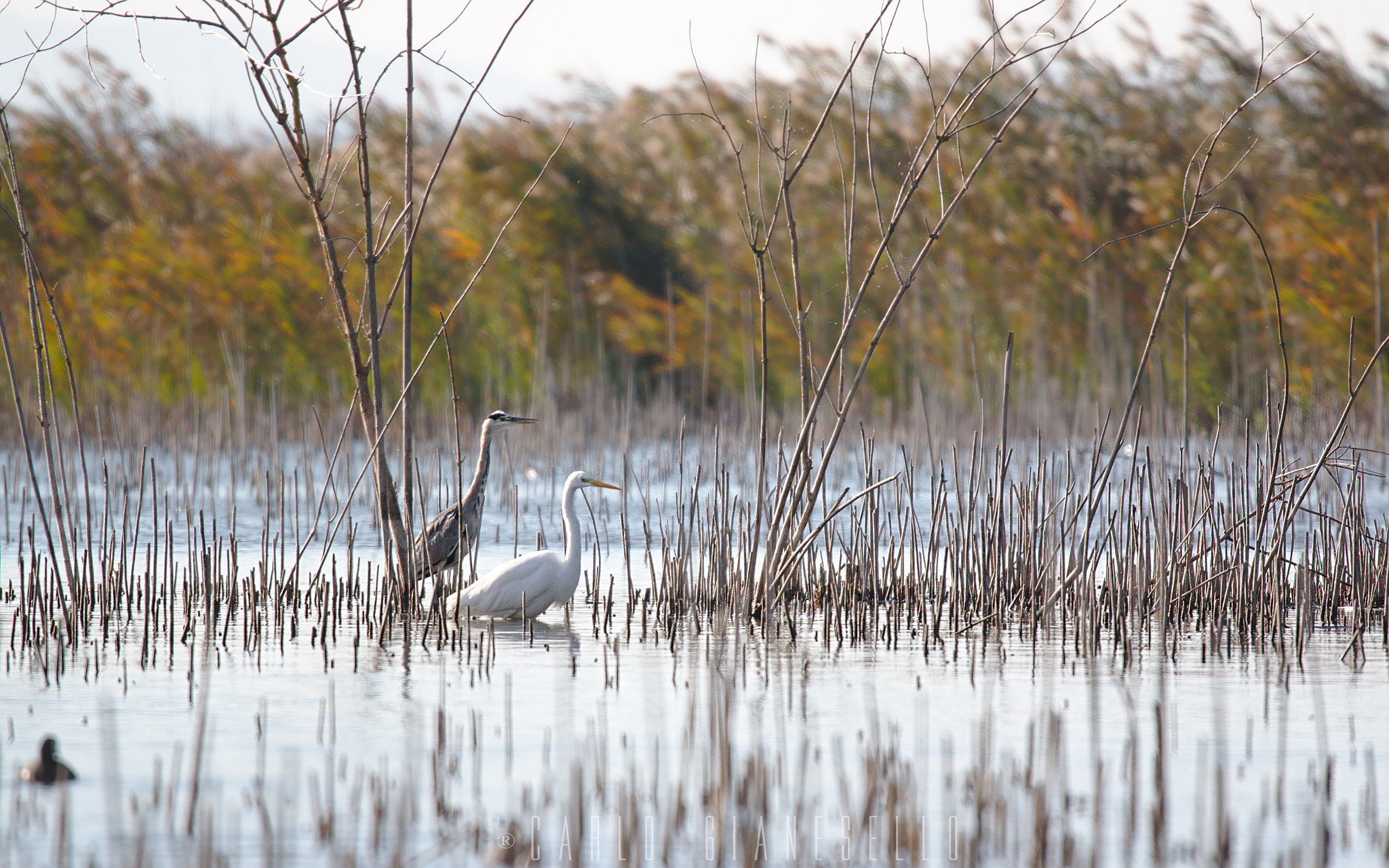 Canon EOS 70D + Sigma 150-600mm F5-6.3 DG OS HSM | S sample photo. Brothers photography