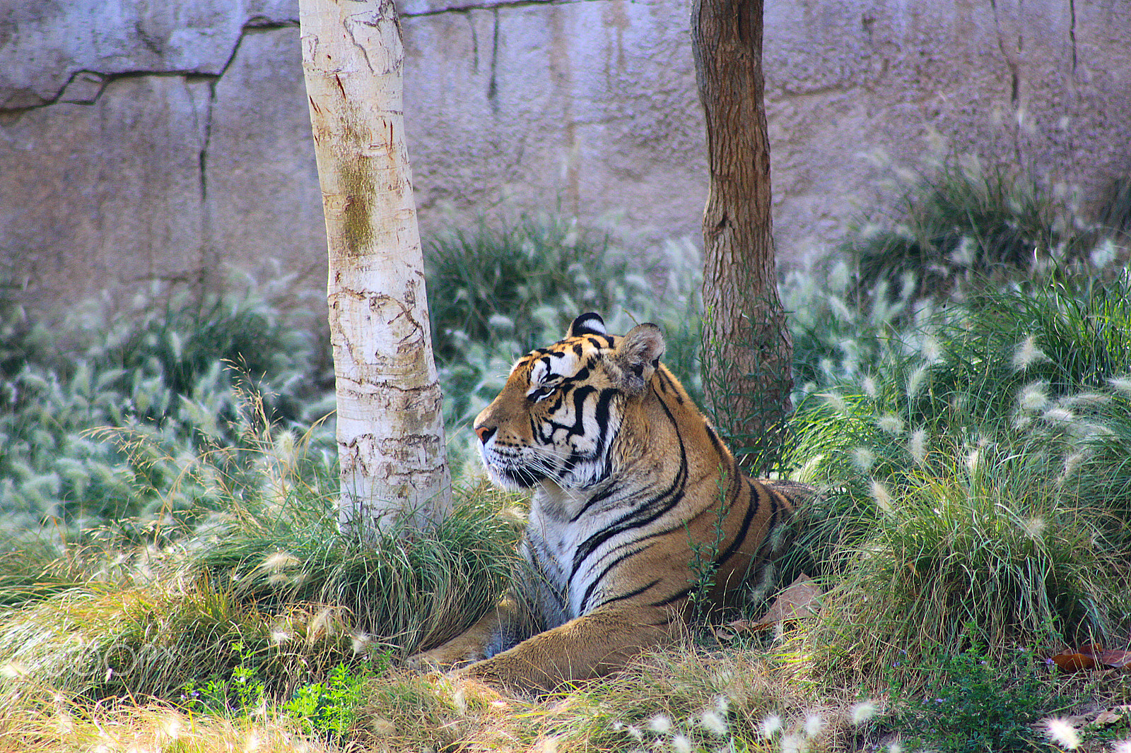 Canon EF 75-300mm f/4-5.6 USM sample photo. Tiger relaxing photography