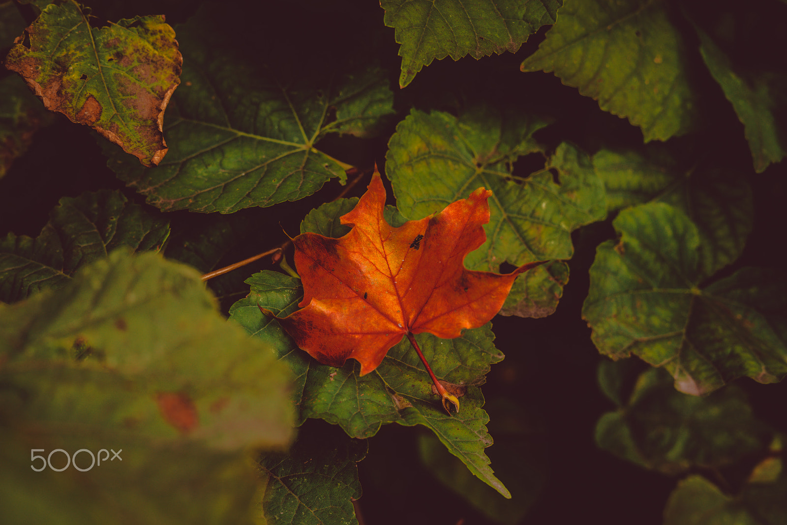 Sony a7R II + Sony 50mm F1.4 sample photo. Orange leaf photography