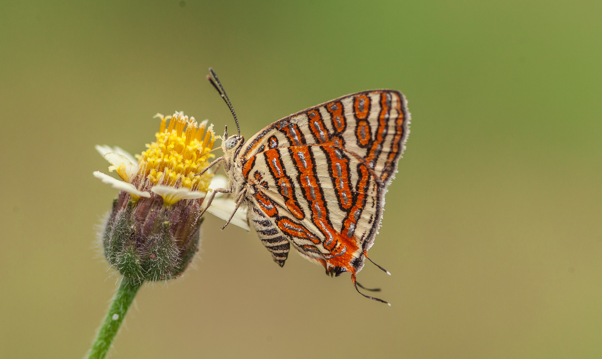 Canon EOS 5D Mark II + Tamron SP AF 90mm F2.8 Di Macro sample photo. A patient butterfly! photography