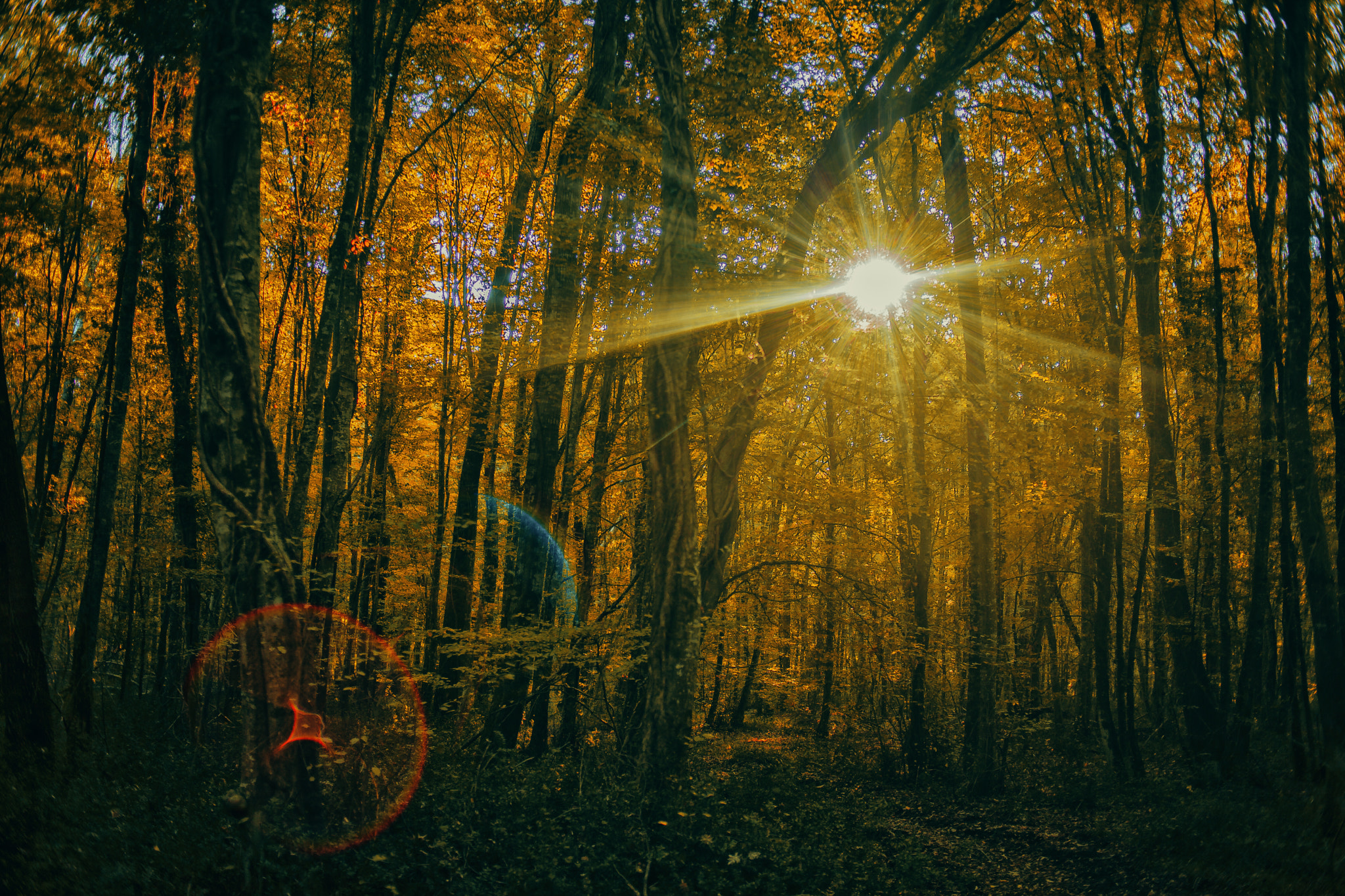 Canon EOS 5D Mark II + Canon EF 35mm F2 sample photo. Lost in nature photography