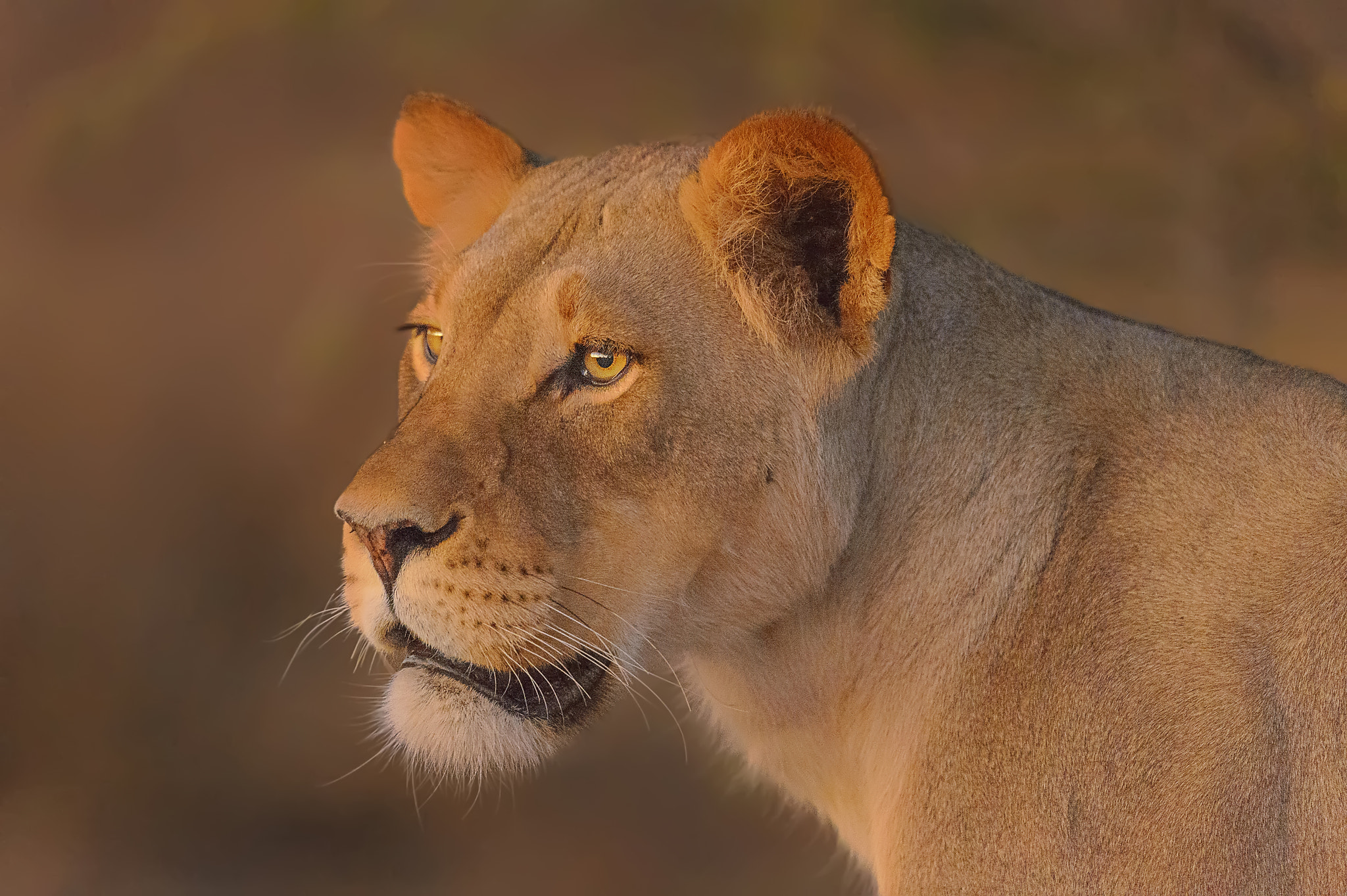 Nikon AF-S Nikkor 600mm F4G ED VR sample photo. No light lioness photography