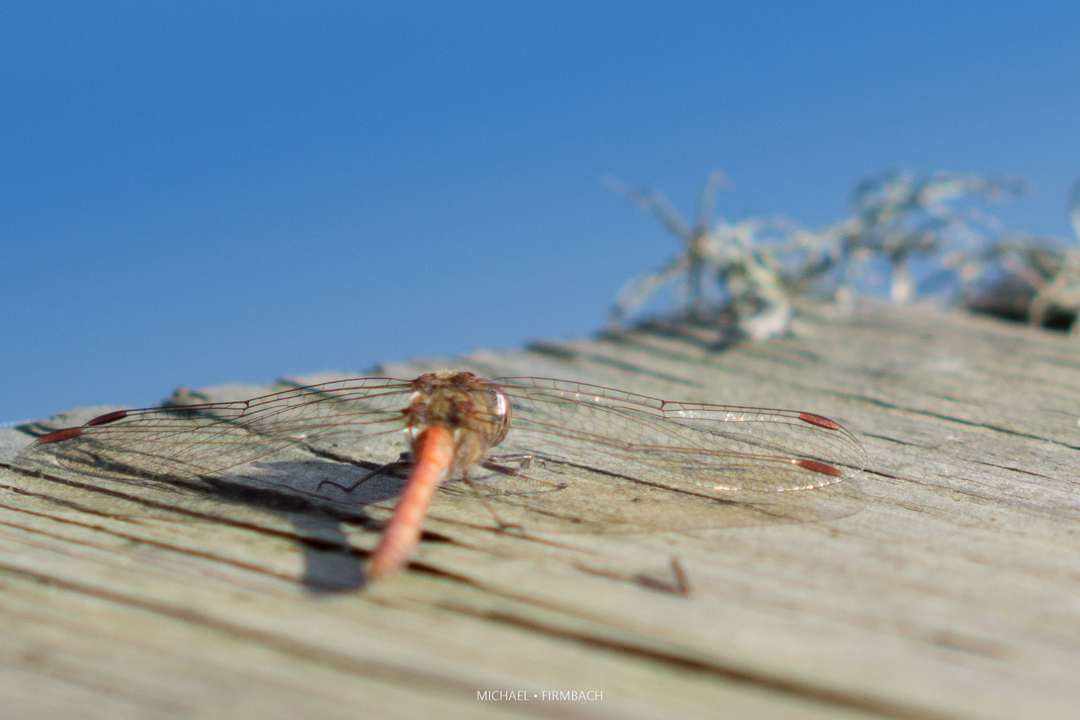 Sony a6000 + Sony Sonnar T* FE 55mm F1.8 ZA sample photo. Libelle photography