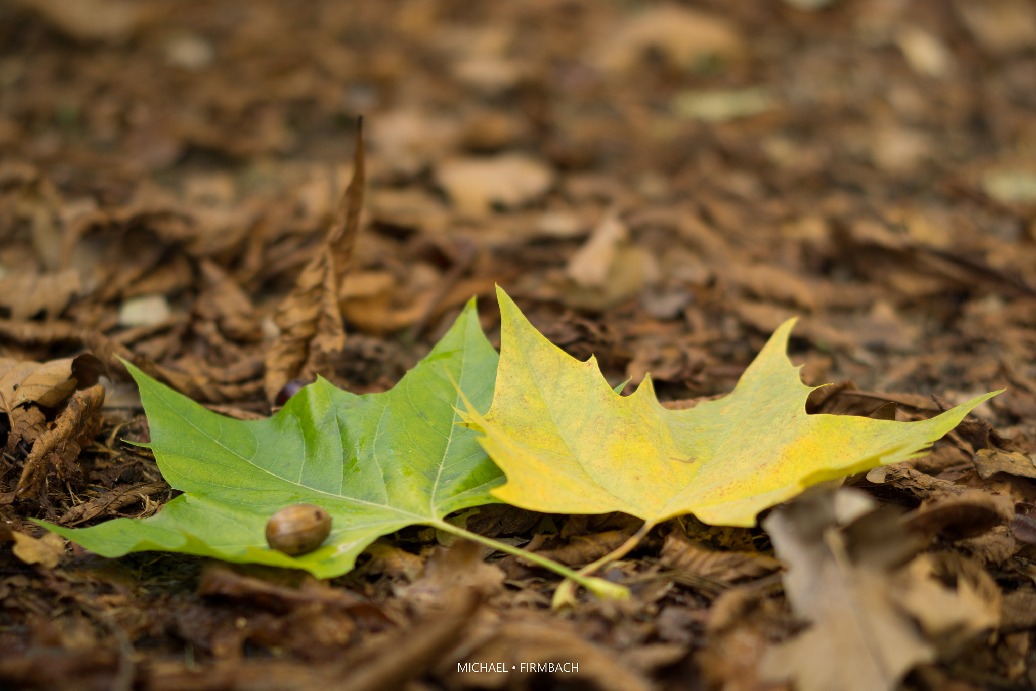Sony a6000 + Sony Sonnar T* FE 55mm F1.8 ZA sample photo. Blätter photography