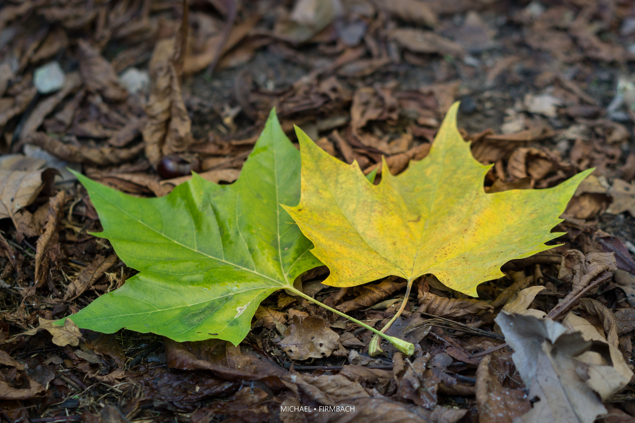 Sony a6000 + Sony Sonnar T* FE 55mm F1.8 ZA sample photo. Blätter photography