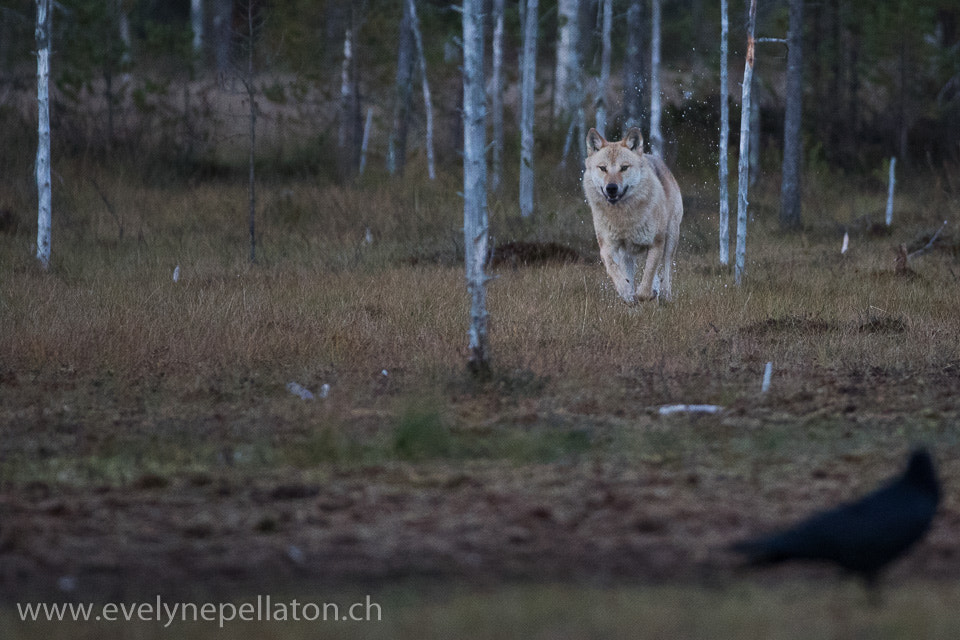 Canon EF 200-400mm F4L IS USM Extender 1.4x sample photo. Attaque photography