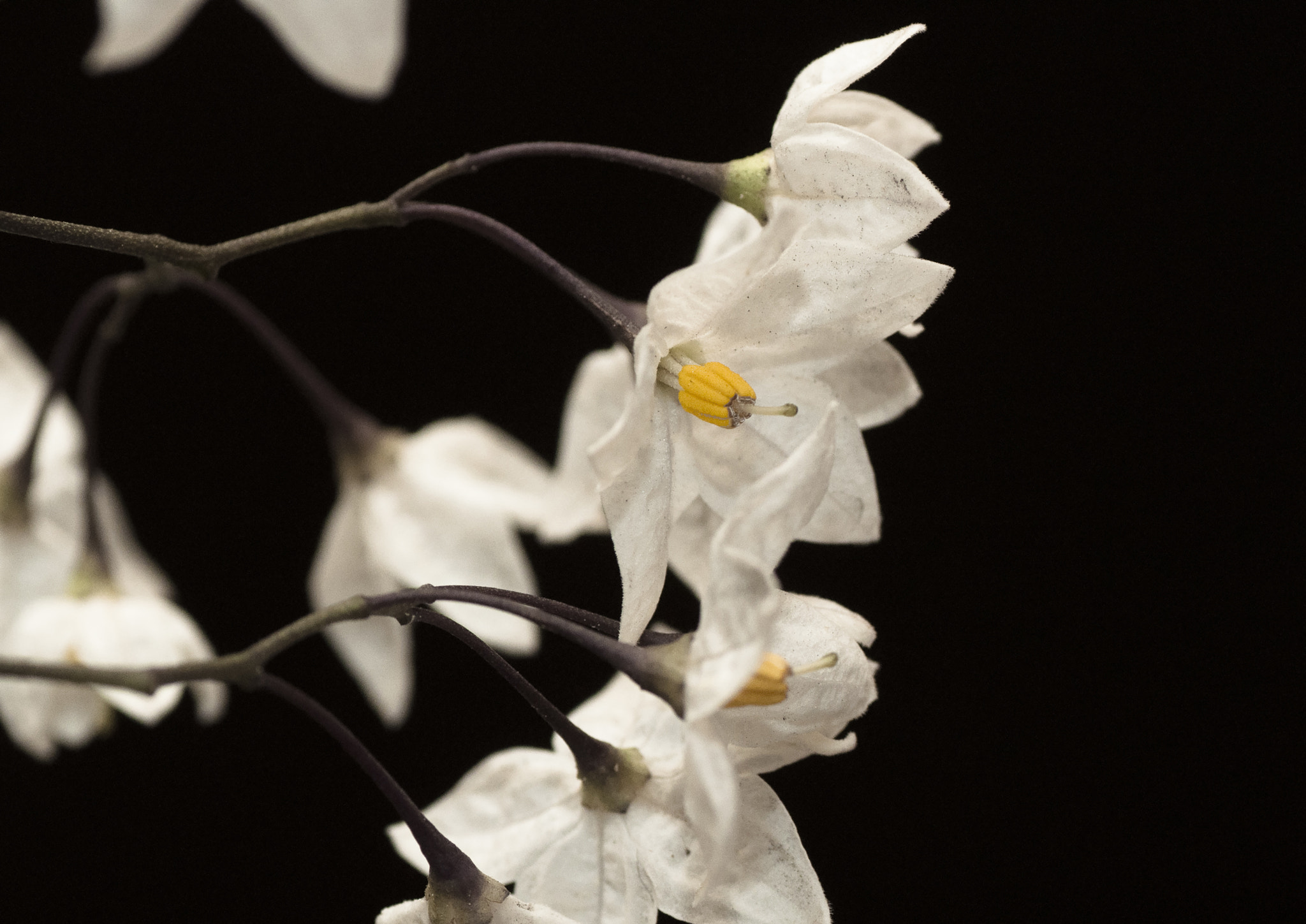 Nikon D5000 sample photo. In black photography