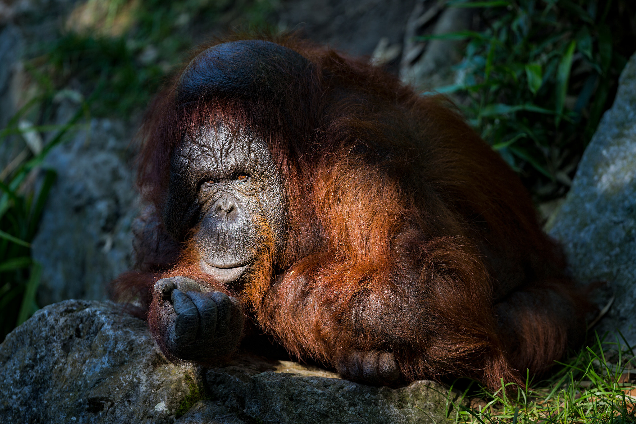 Canon EF 300mm F2.8L IS II USM sample photo. Orangutan ollis photography