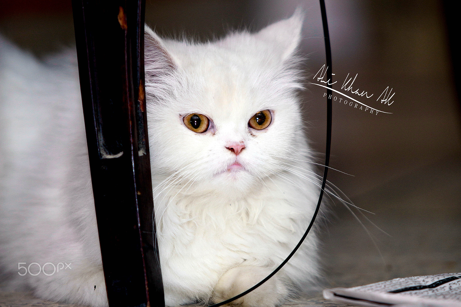 Canon EF 70-200mm F2.8L USM sample photo. Ali khan ak photography - ali khan ak photography
