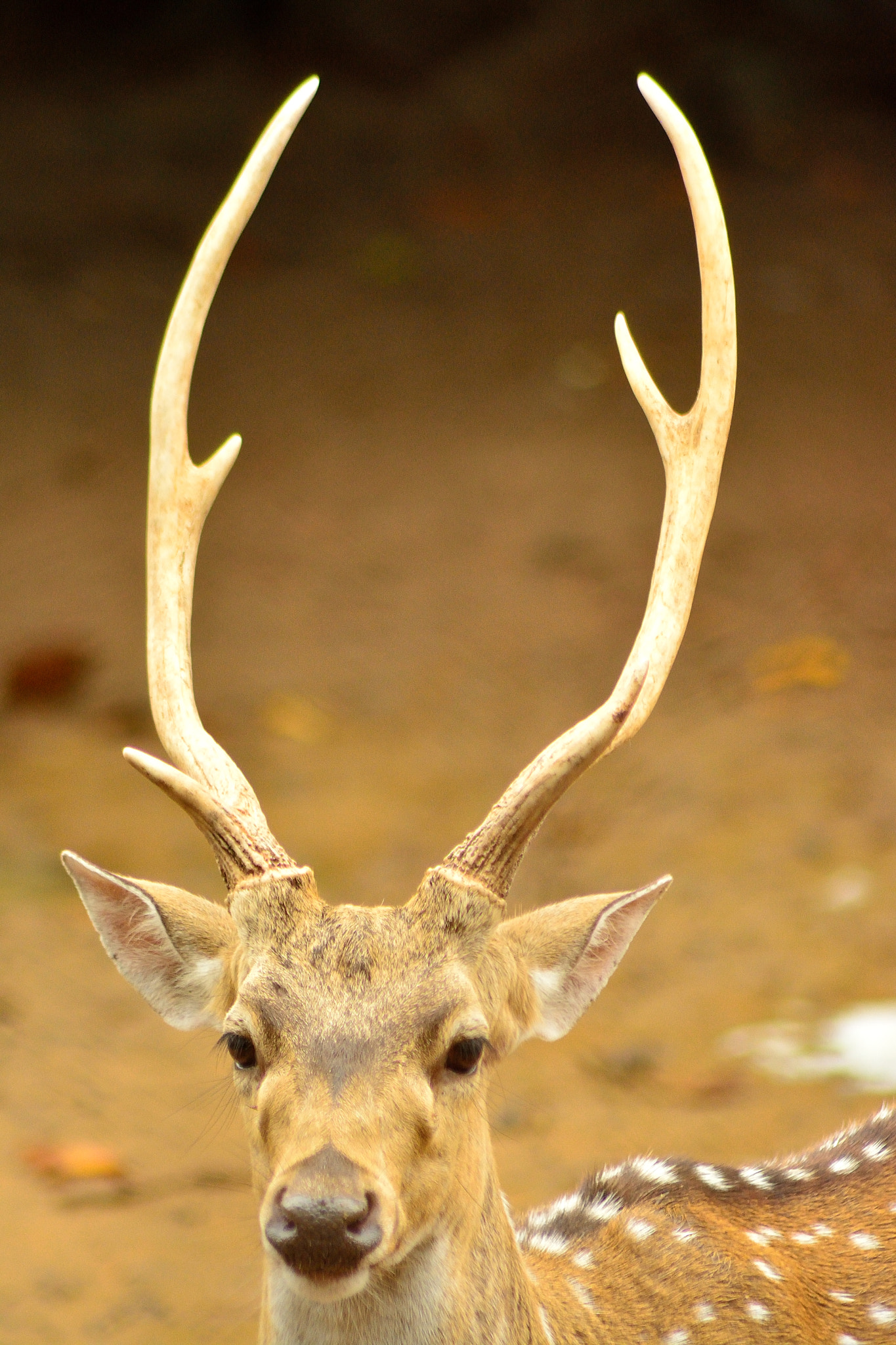 Nikon AF Nikkor 70-300mm F4-5.6G sample photo
