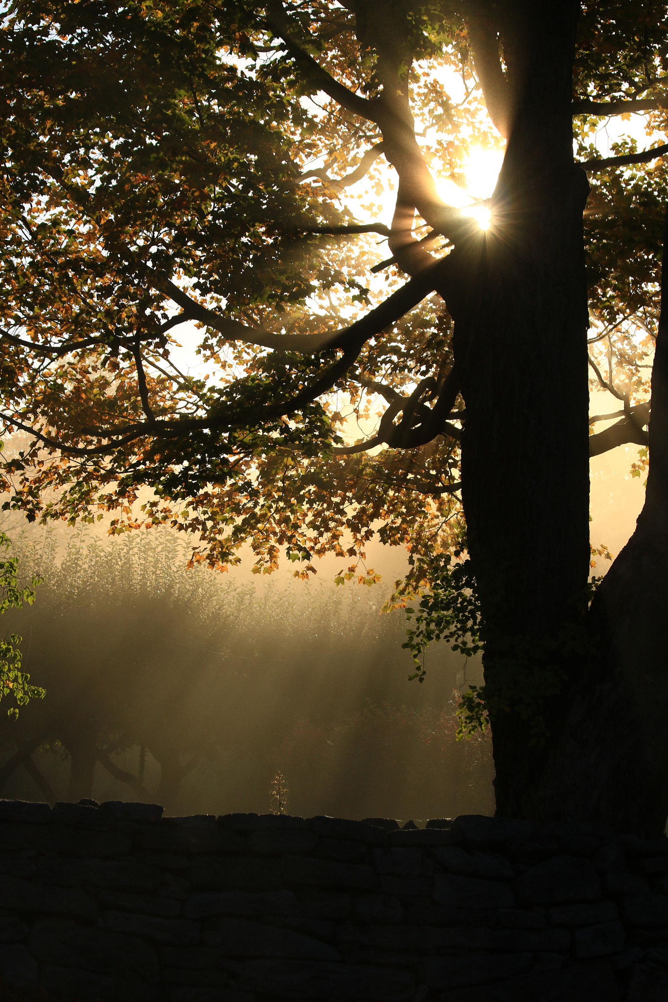 Canon EF 70-300mm F4-5.6 IS USM sample photo. Autumn light photography