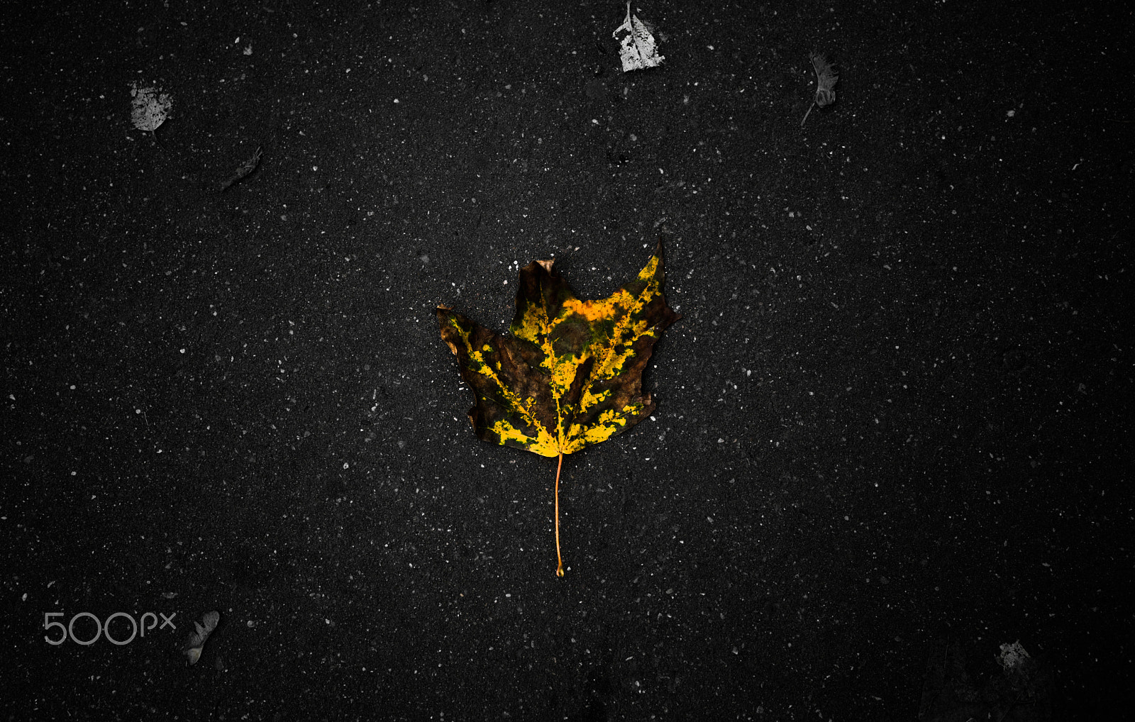 Sony a7R II + Sony 50mm F1.4 sample photo. Leaf photography