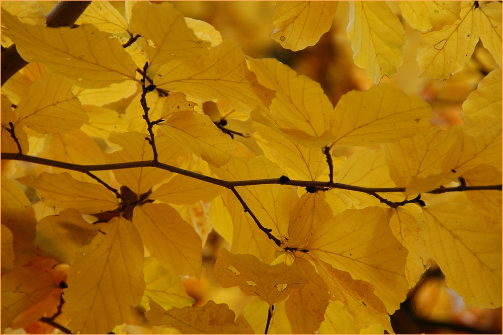 Sony Alpha DSLR-A290 sample photo. Autumn leaves photography