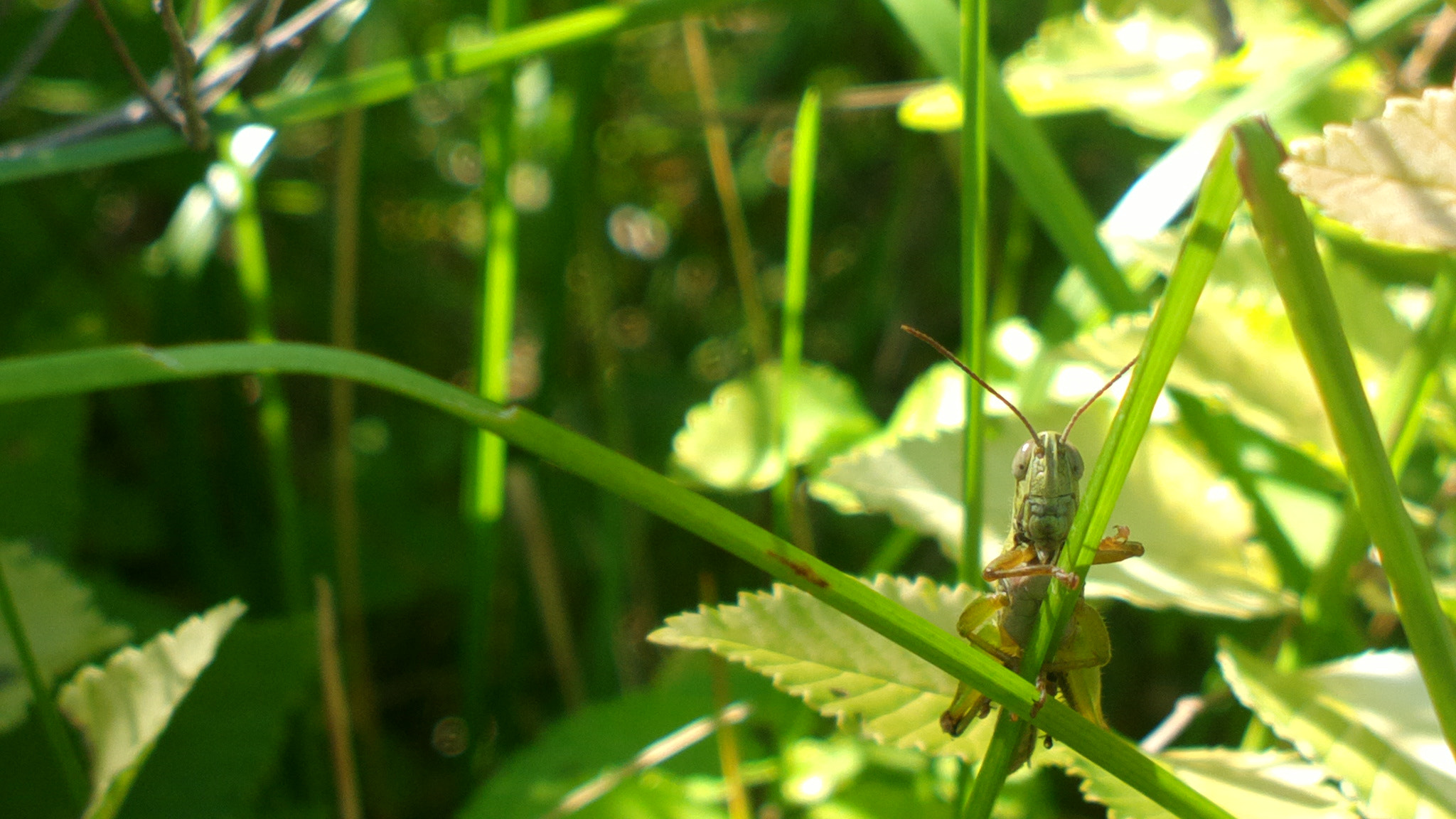 Nokia 808 sample photo