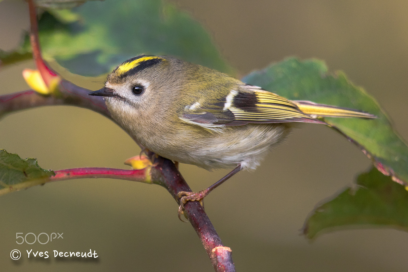 Canon EF 500mm F4L IS II USM sample photo. Goldcrest - regulus regulus photography