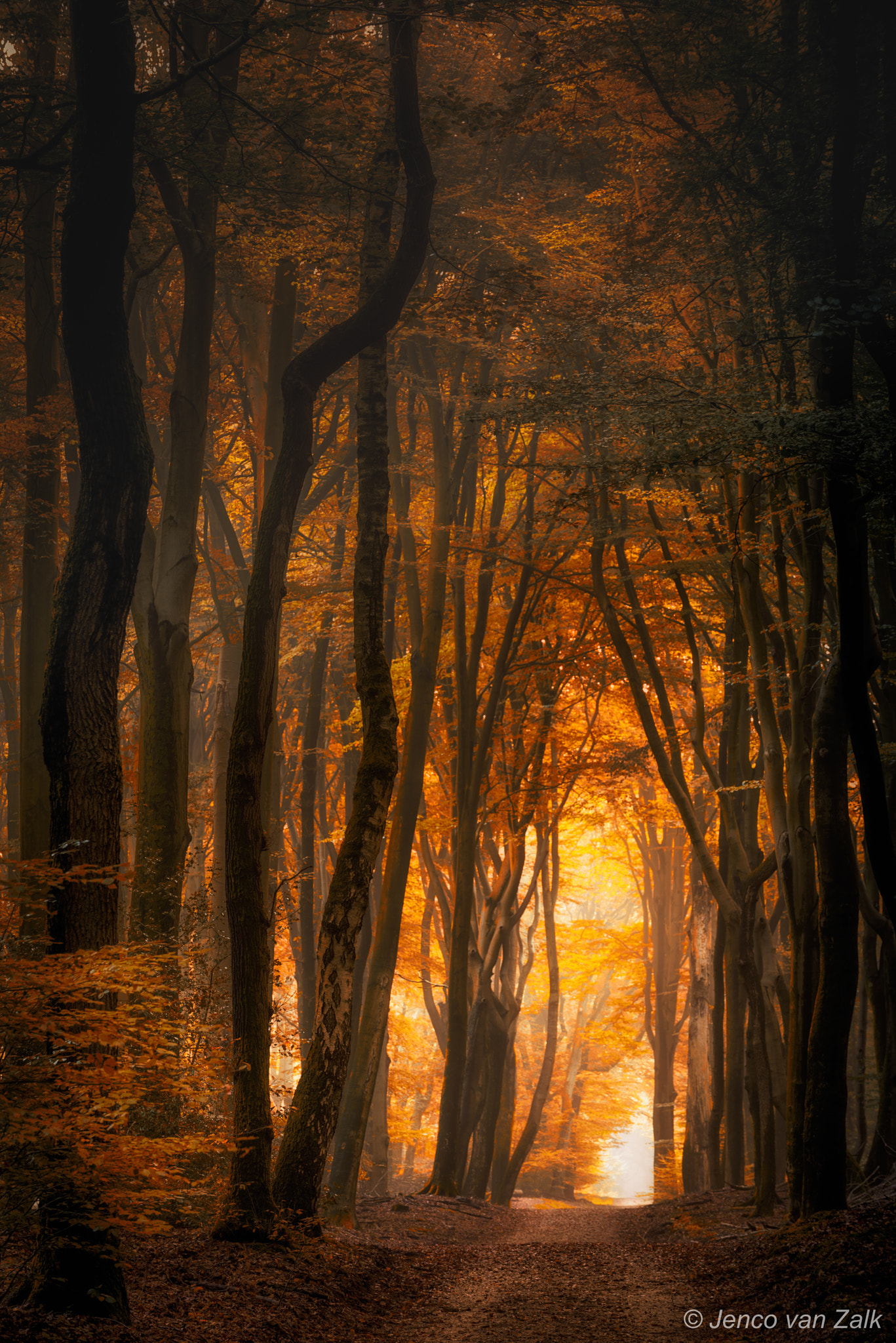 Nikon D800E sample photo. Autumn in the forest photography