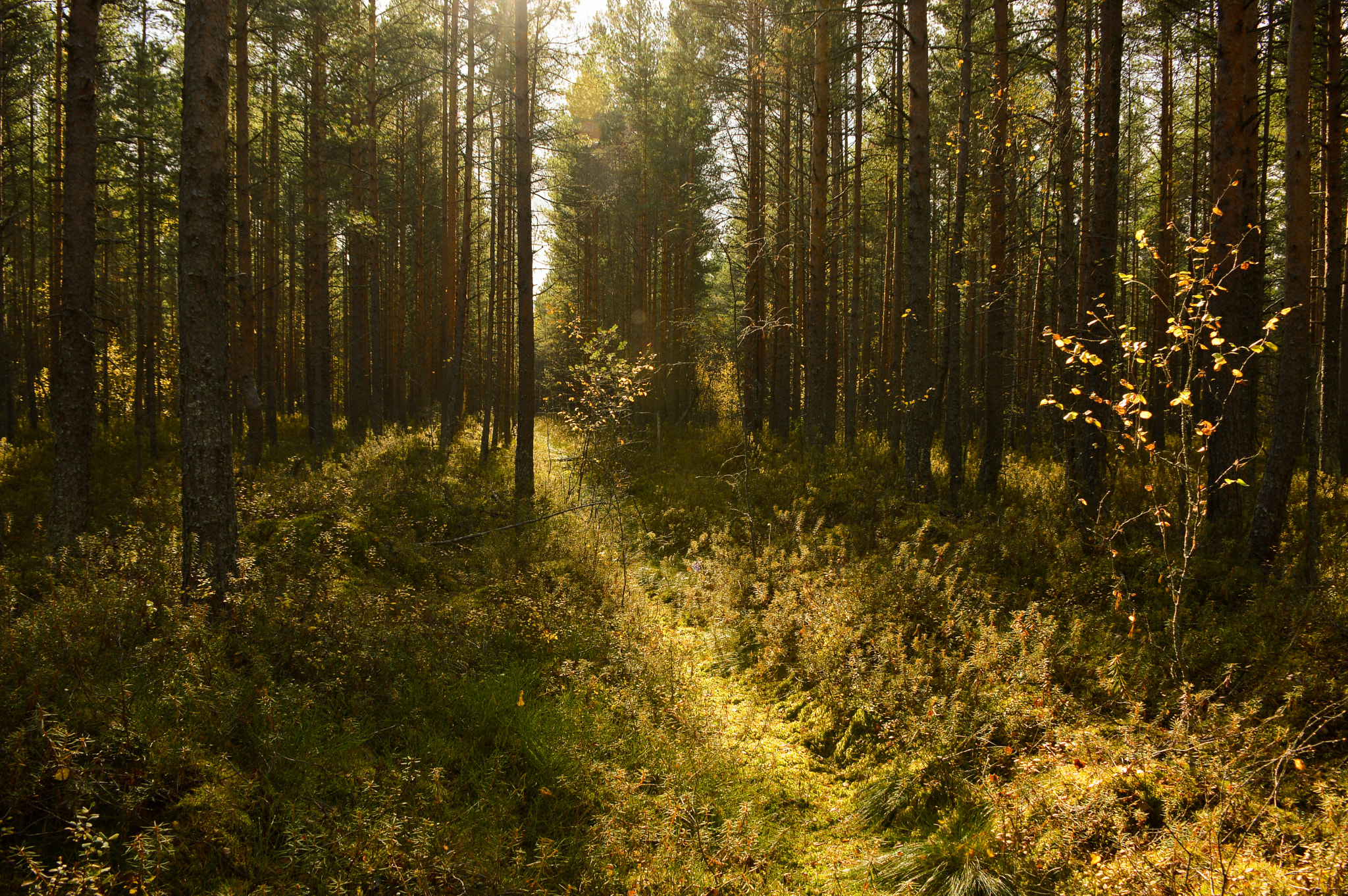 Nikon D3200 sample photo. Forest photography