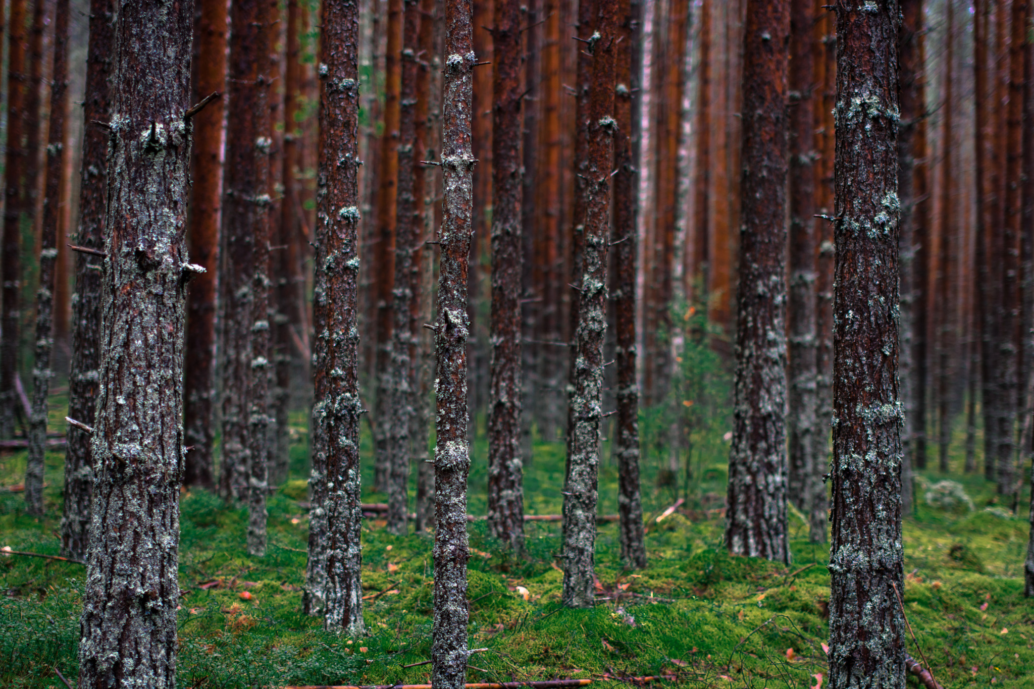 Nikon D7100 + Sigma 50mm F1.4 EX DG HSM sample photo. Deep forest photography