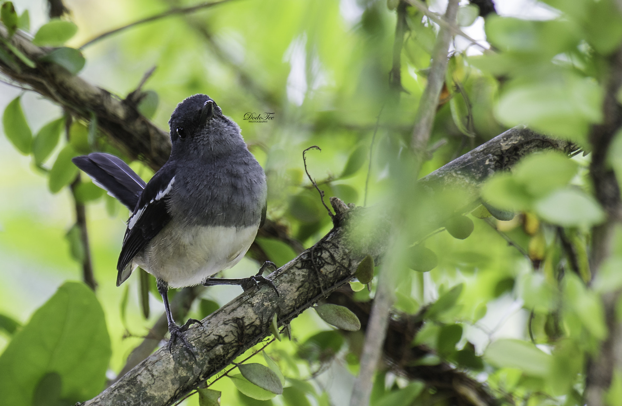 Sony 70-400mm F4-5.6 G SSM II sample photo