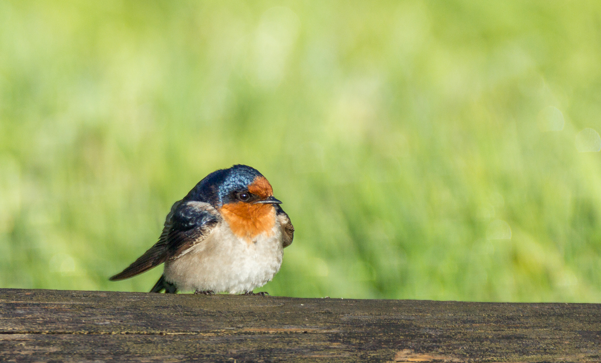 Canon EOS 60D + Sigma 120-300mm F2.8 EX DG HSM sample photo. Swallow photography