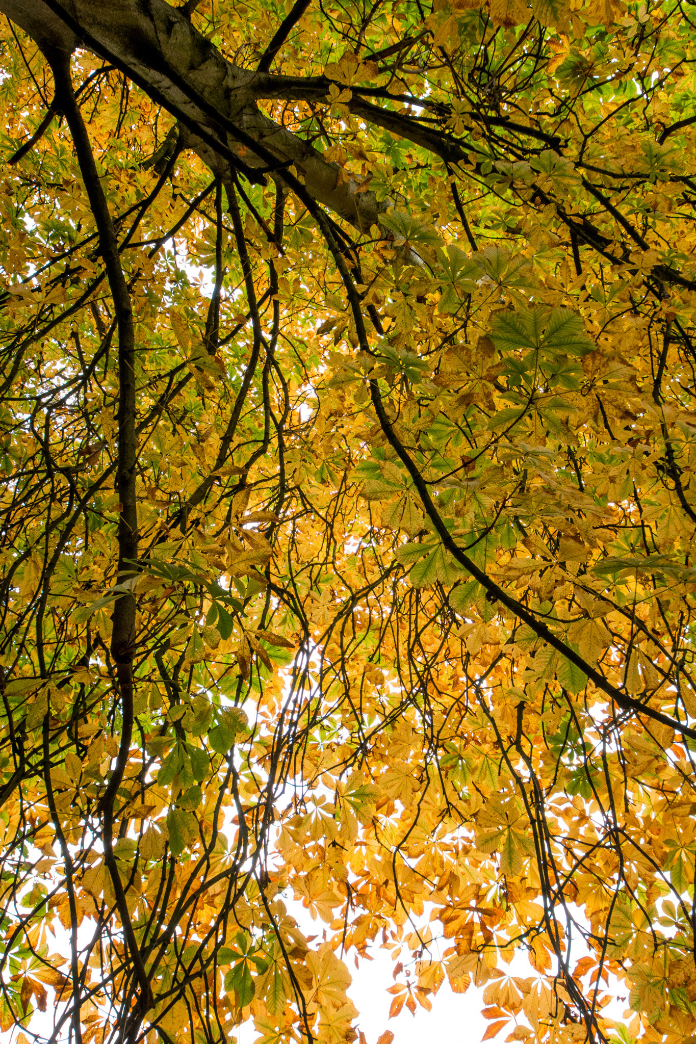 Sigma 12-24mm F4.5-5.6 II DG HSM sample photo. Branches photography