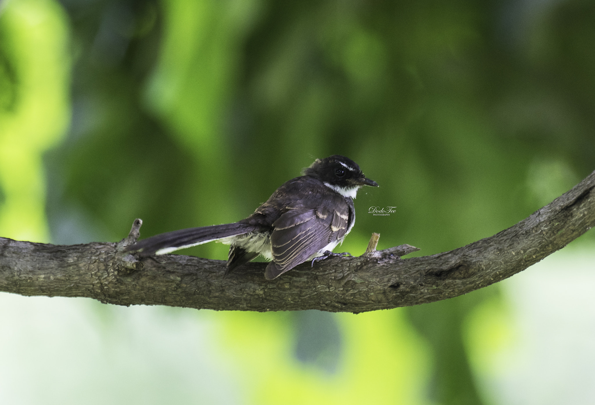 Sony 70-400mm F4-5.6 G SSM II sample photo