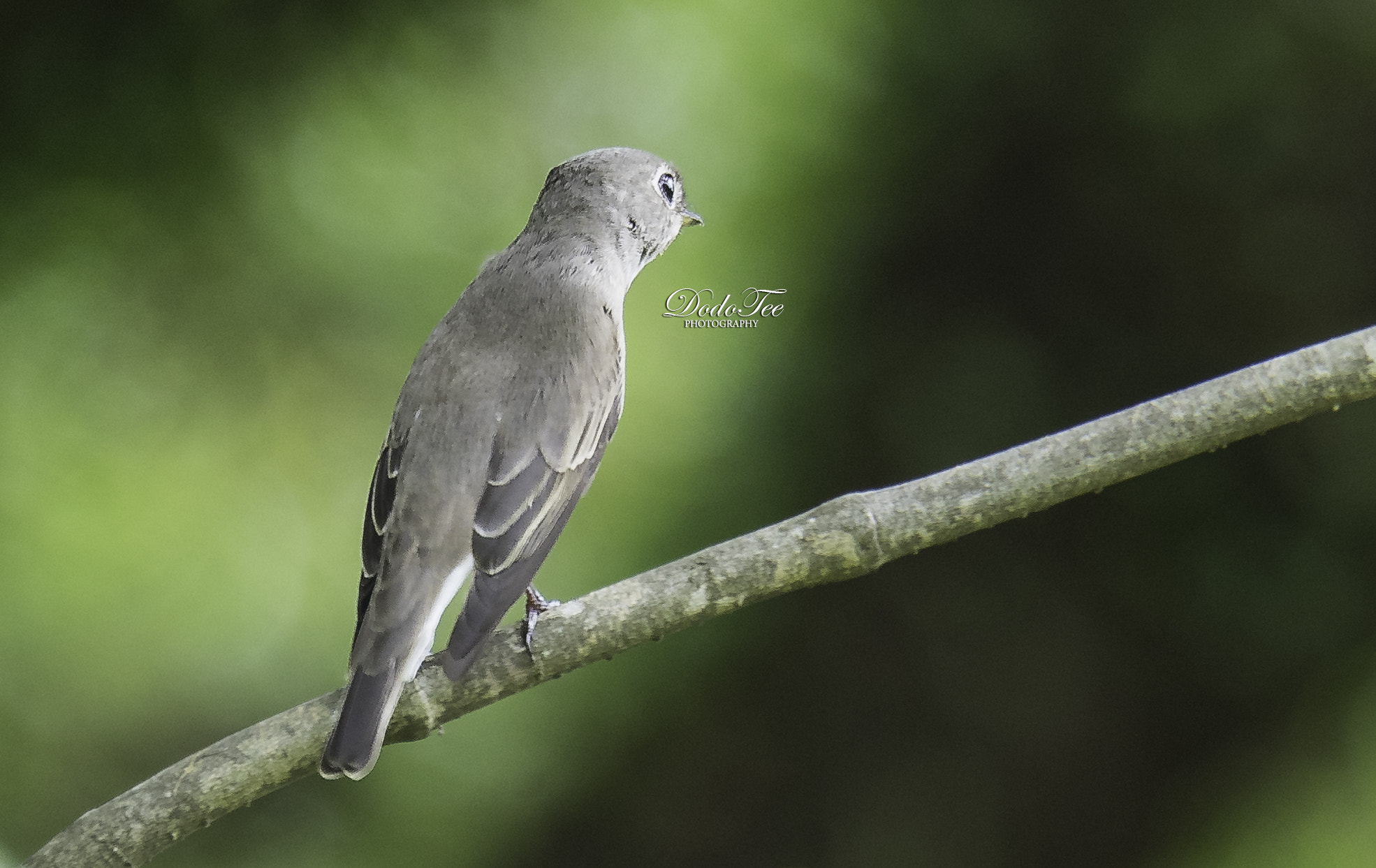 Sony 70-400mm F4-5.6 G SSM II sample photo