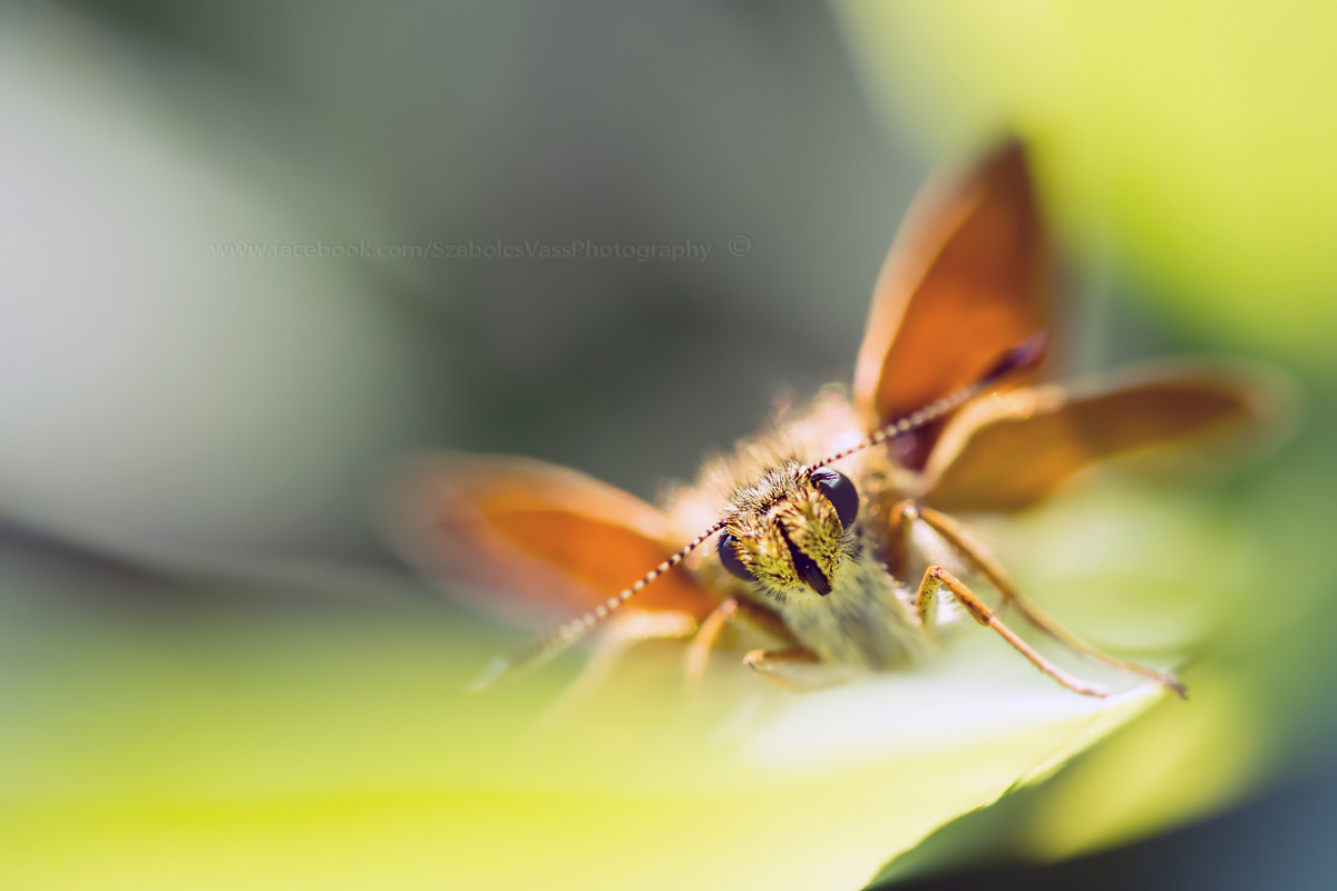Sigma 150mm F2.8 EX DG OS Macro HSM sample photo. - photography