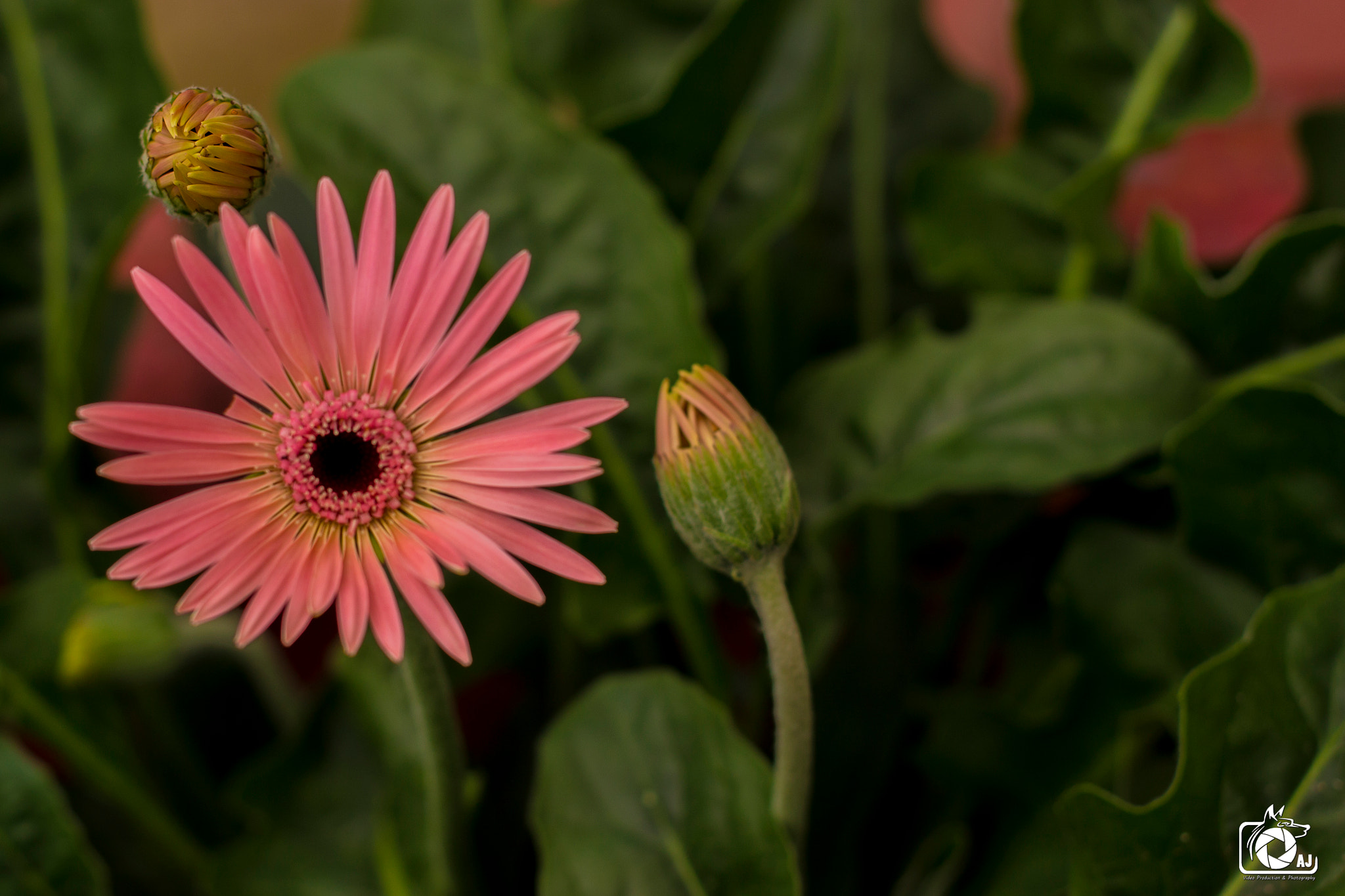 Canon EF 40mm F2.8 STM sample photo. Teste de lente 40mm photography