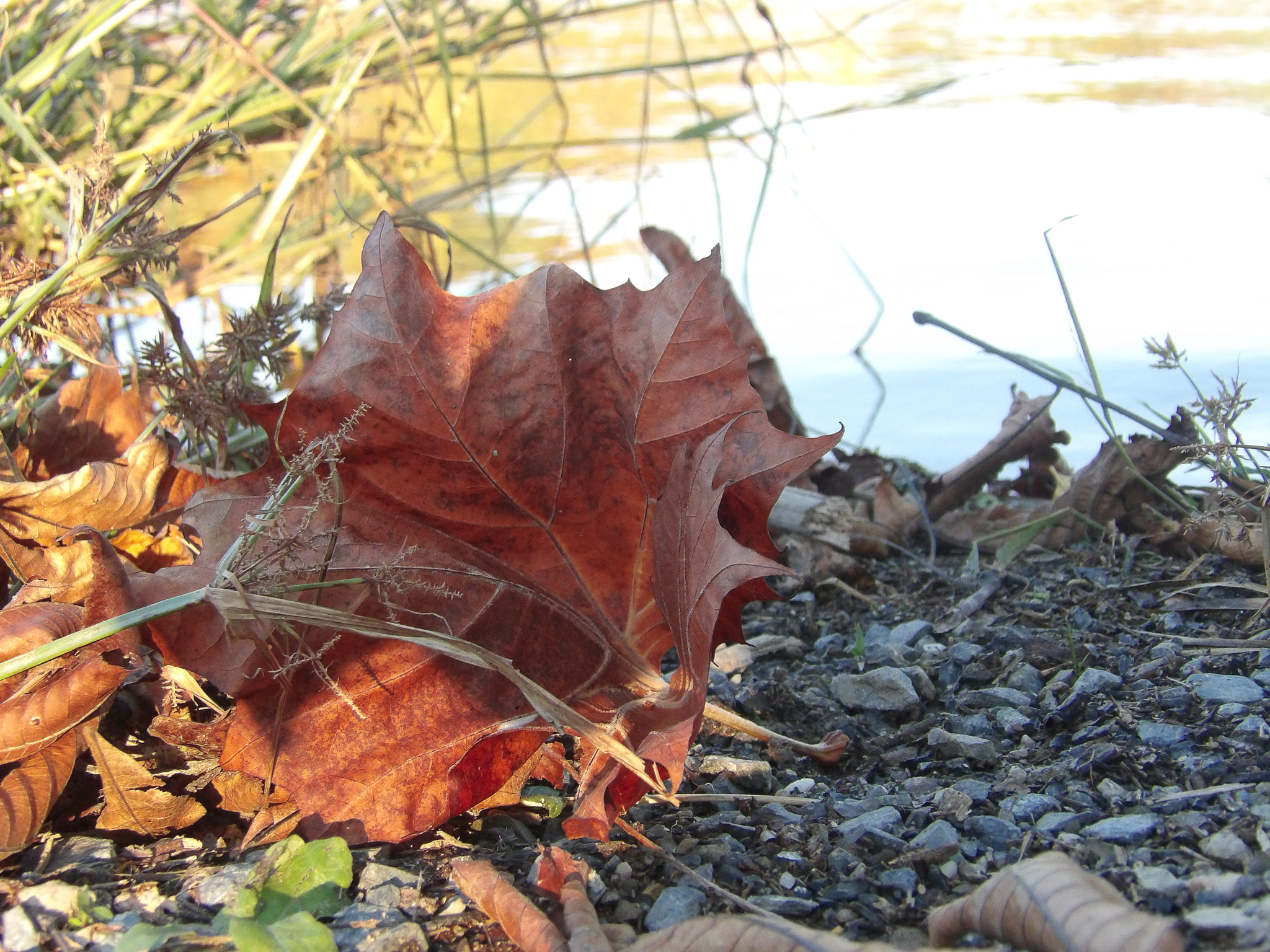 Ricoh PENTAX XG-1 sample photo. Fall photography
