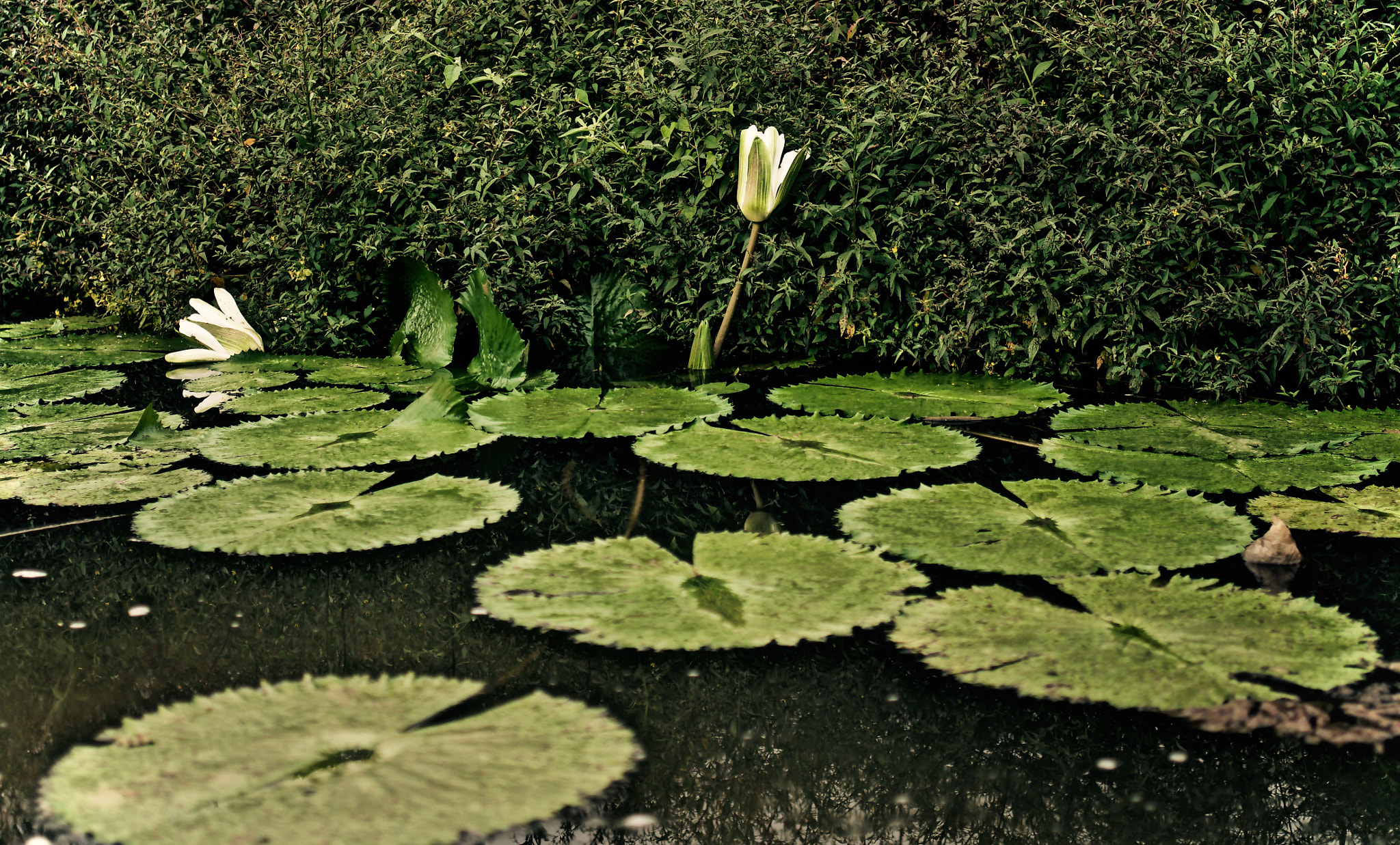 Pentax K-01 sample photo. Monet and his lily pond photography