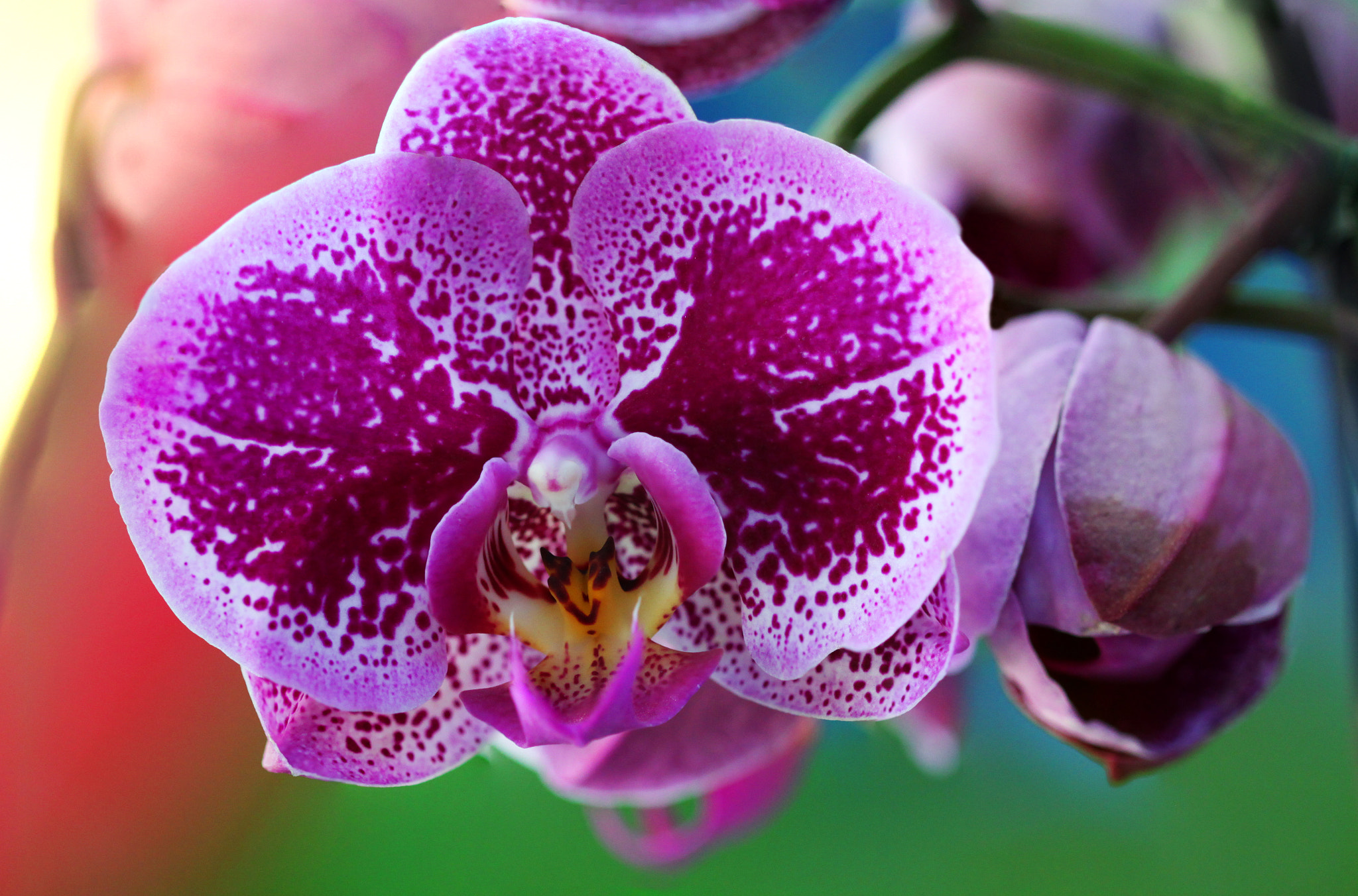 Canon EF 100mm F2.8 Macro USM sample photo. Luxury photography