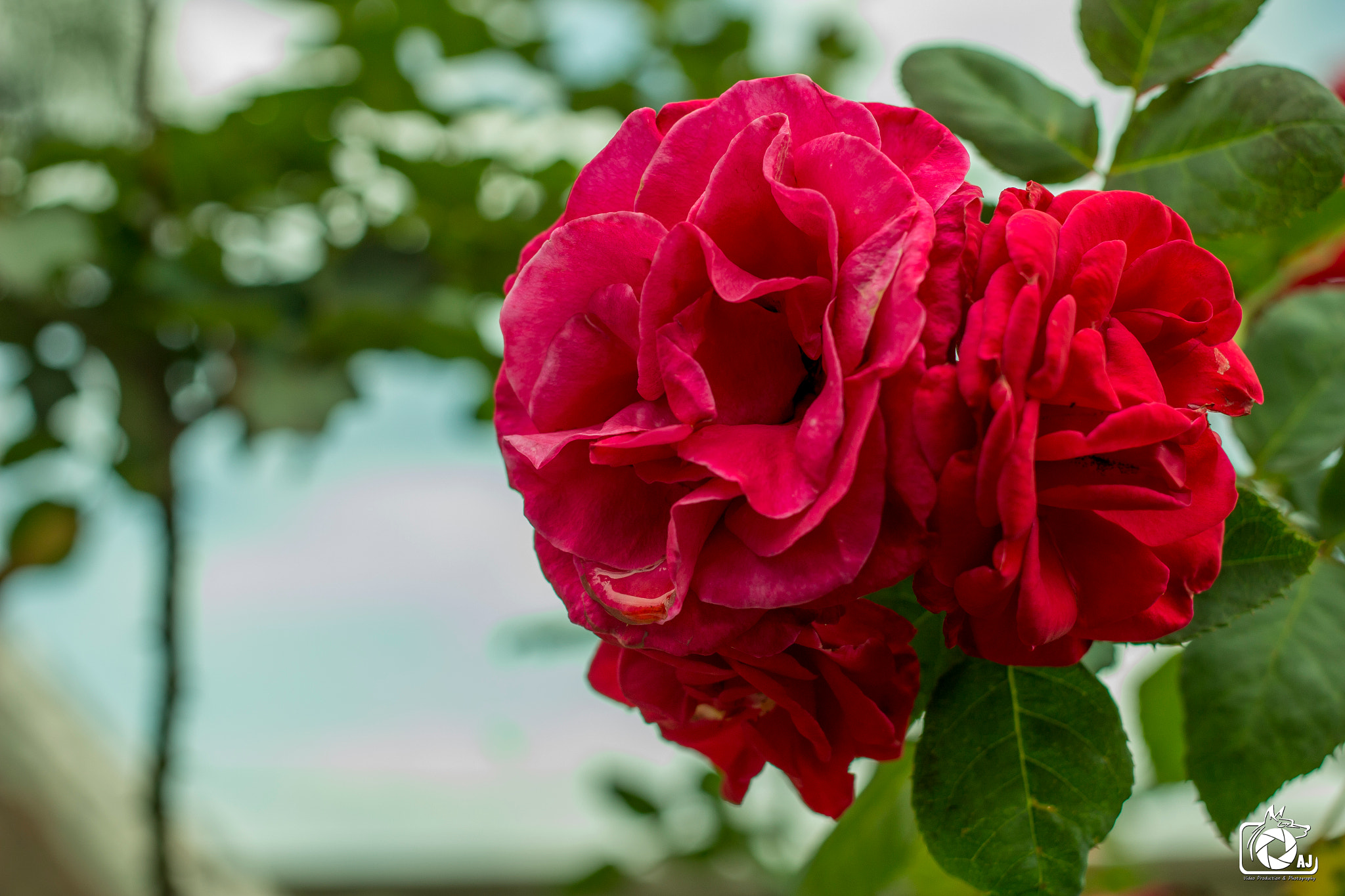 Canon EF 40mm F2.8 STM sample photo. Teste de lente 40mm photography