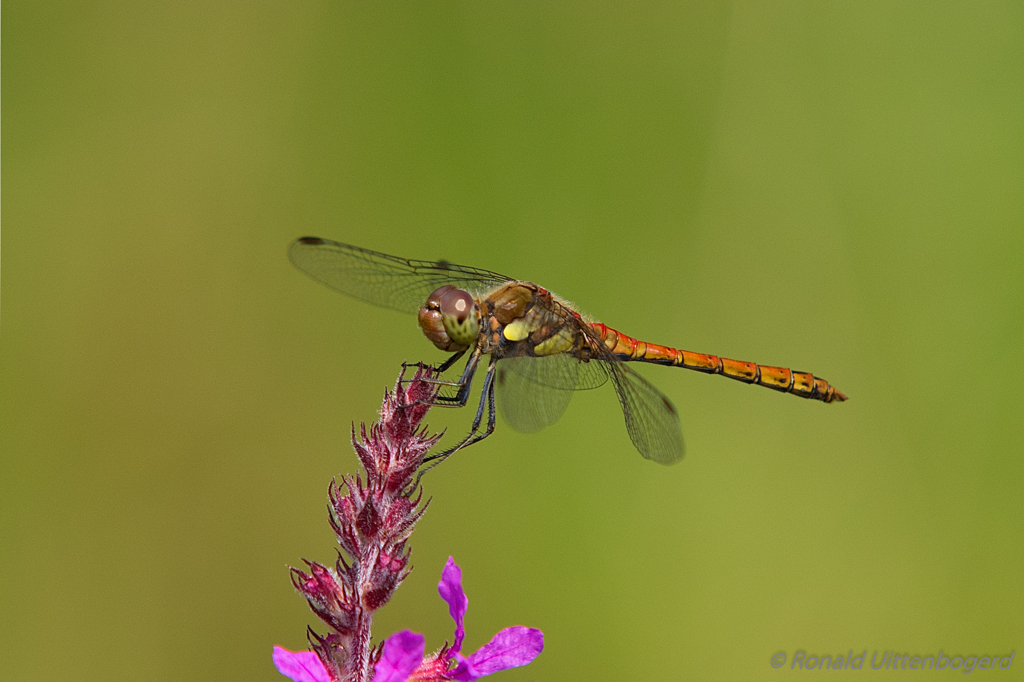 Sigma 70-200mm F2.8 EX DG Macro HSM II sample photo. Common darter photography