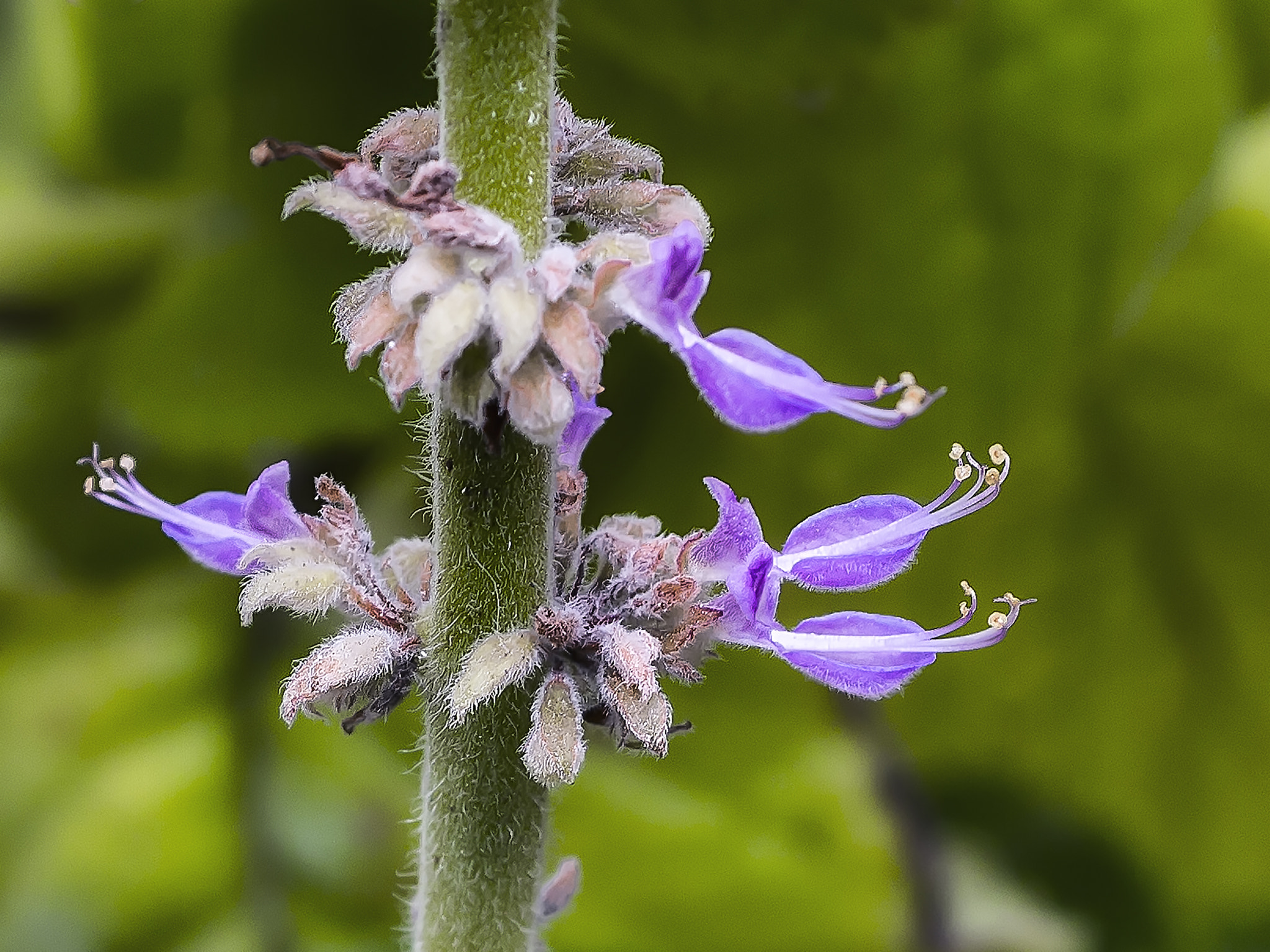 Olympus PEN E-P3 sample photo. Flor  de  hortelÂ graudo. photography