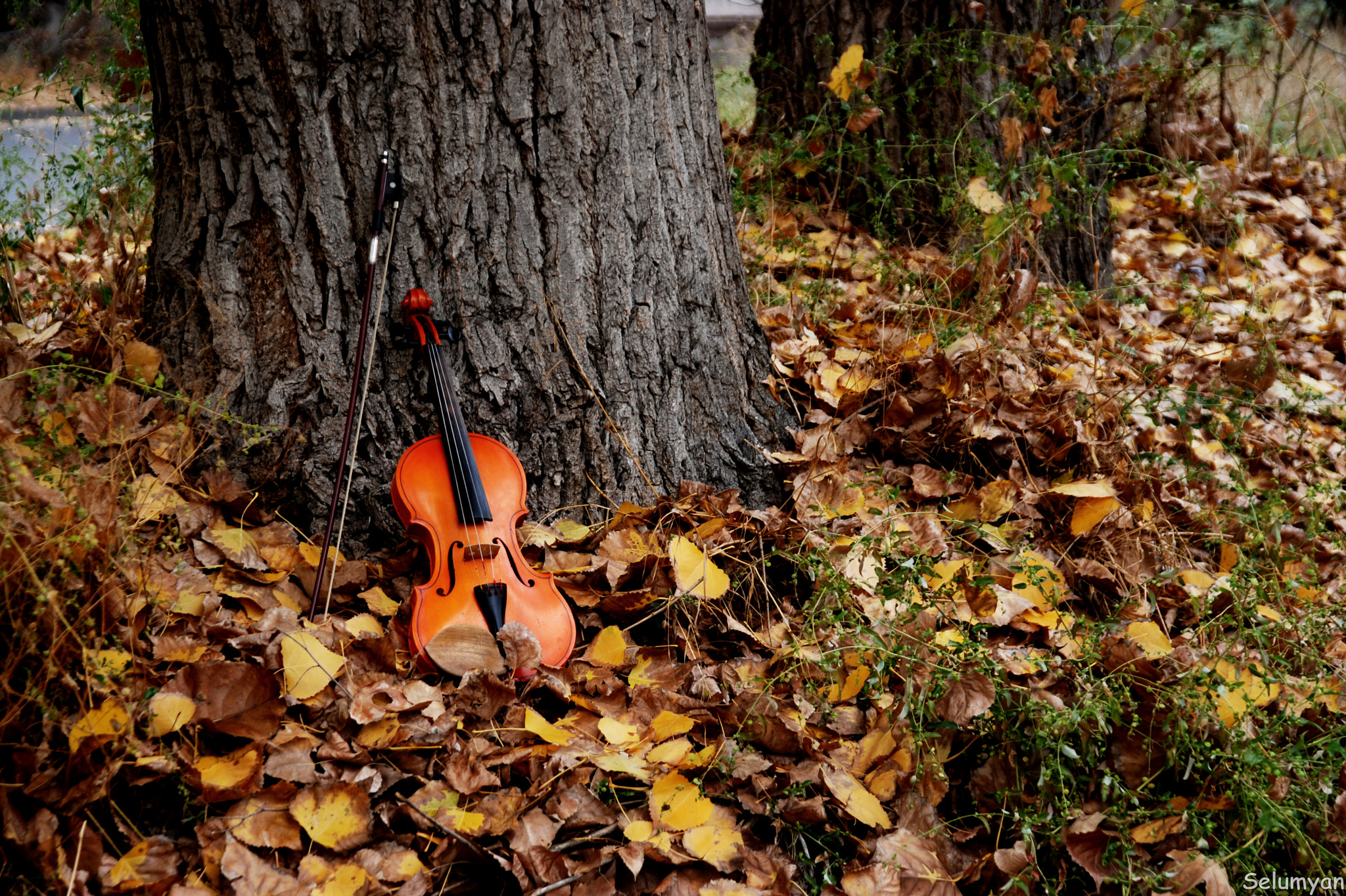 Nikon D80 + Sigma 18-125mm F3.8-5.6 DC HSM sample photo. Autumn music photography